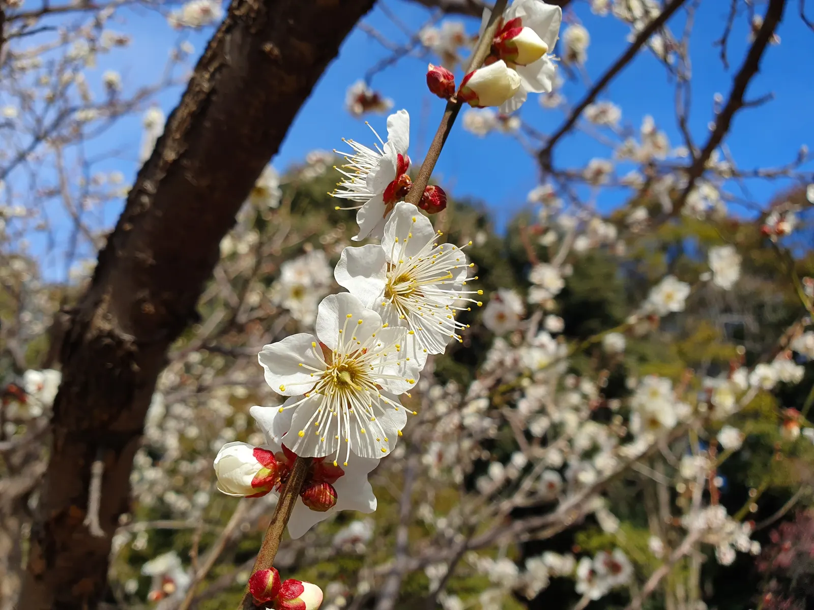 Common Plum (Prunus Domestica) — This coveted cultivar produces fragrant flowers in early spring; with at least six hours of direct sunlight per day
