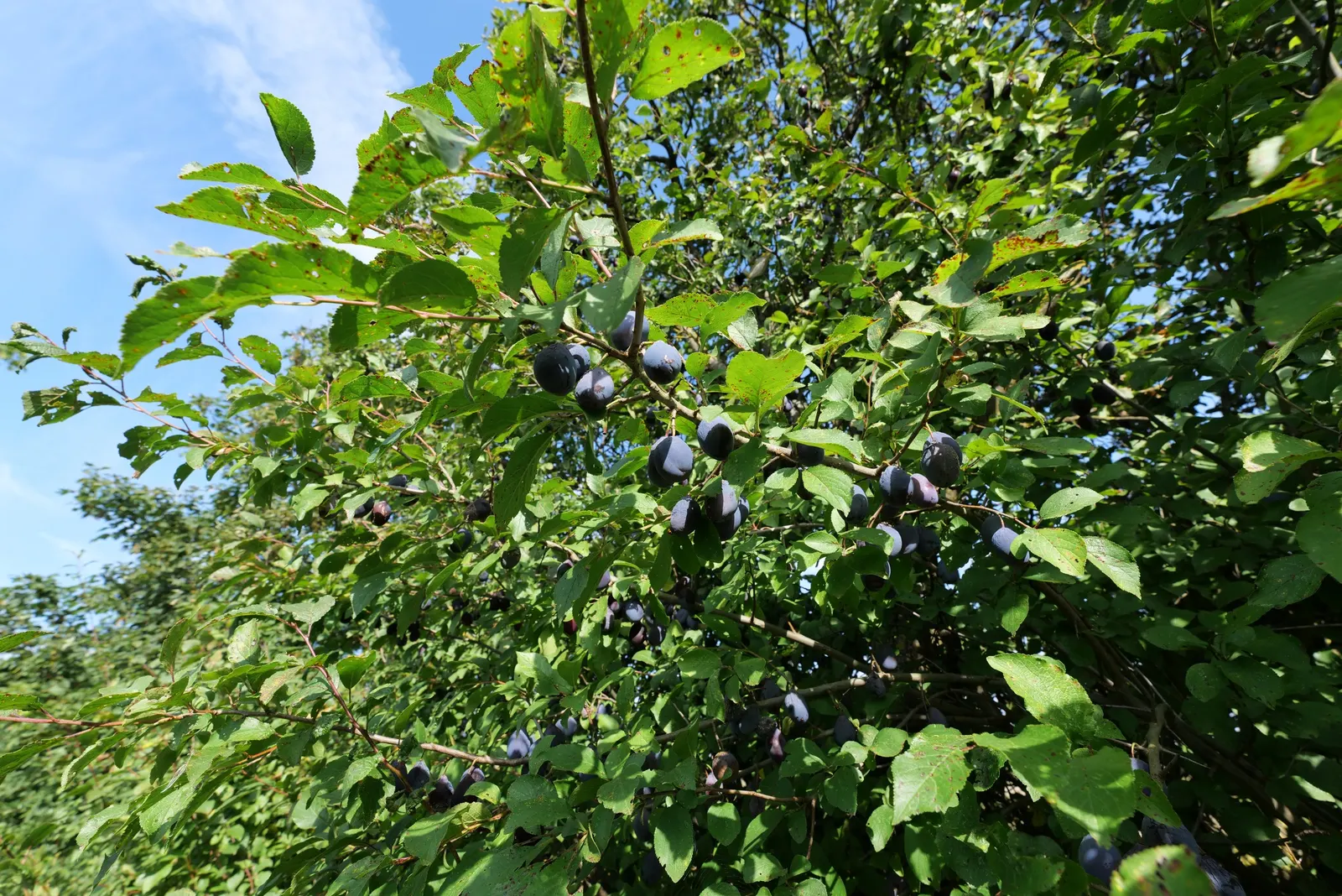 Common Plum (Prunus Domestica) — an anchor in a mixed border; a pH ranging from slightly acidic to neutral is ideal.<br><br>Regular watering is, image 93