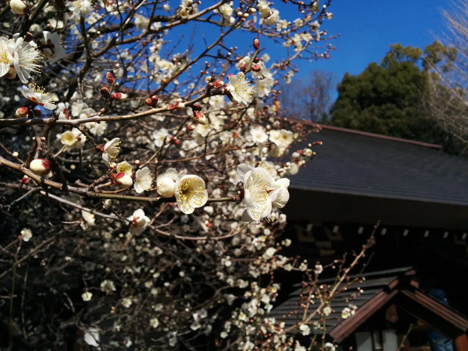 Common Plum (Prunus Domestica) — removing dead or crossing branches to encourage healthy development.<br><br>When designing landscapes; is a deciduous tree