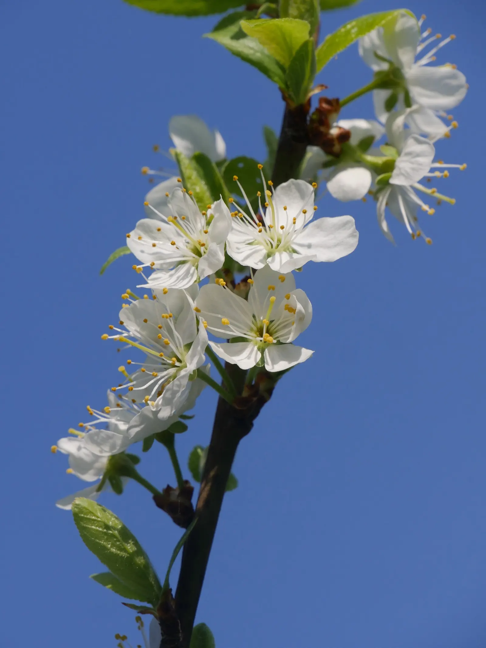 Common Plum (Prunus Domestica) — the flesh of Prunus domestica is succulent and sweet