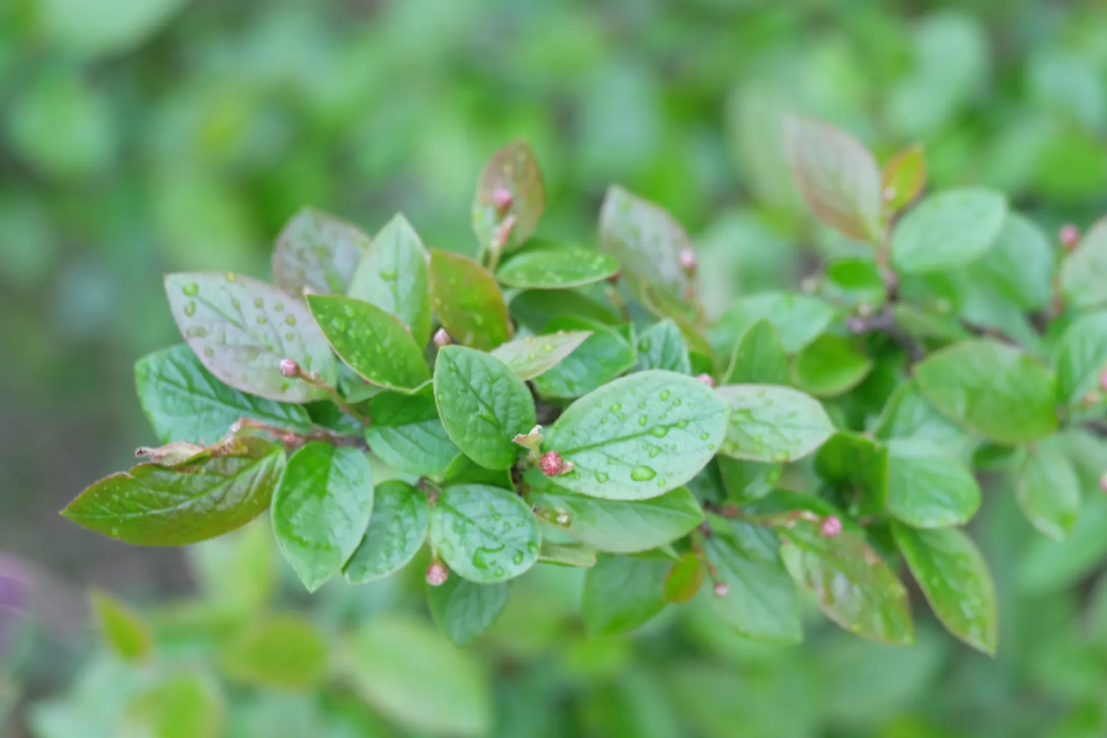 Peking Cotoneaster (Cotoneaster Acutifolius) — this plant offers excellent dense hedging and winter interest