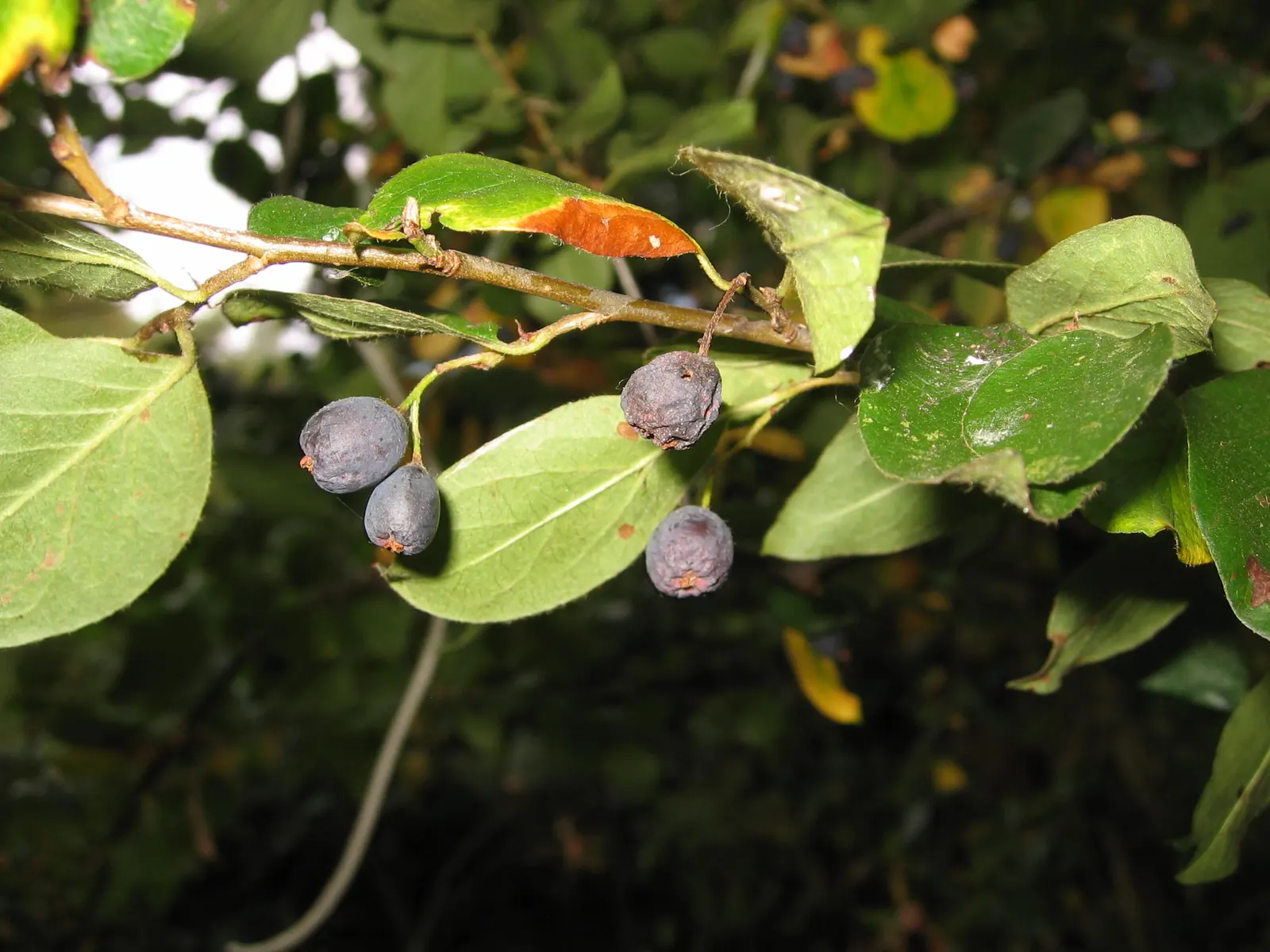 Peking Cotoneaster (Cotoneaster Acutifolius) — with a mature height of 6 to 10 feet and a spread of 5 to 8 feet