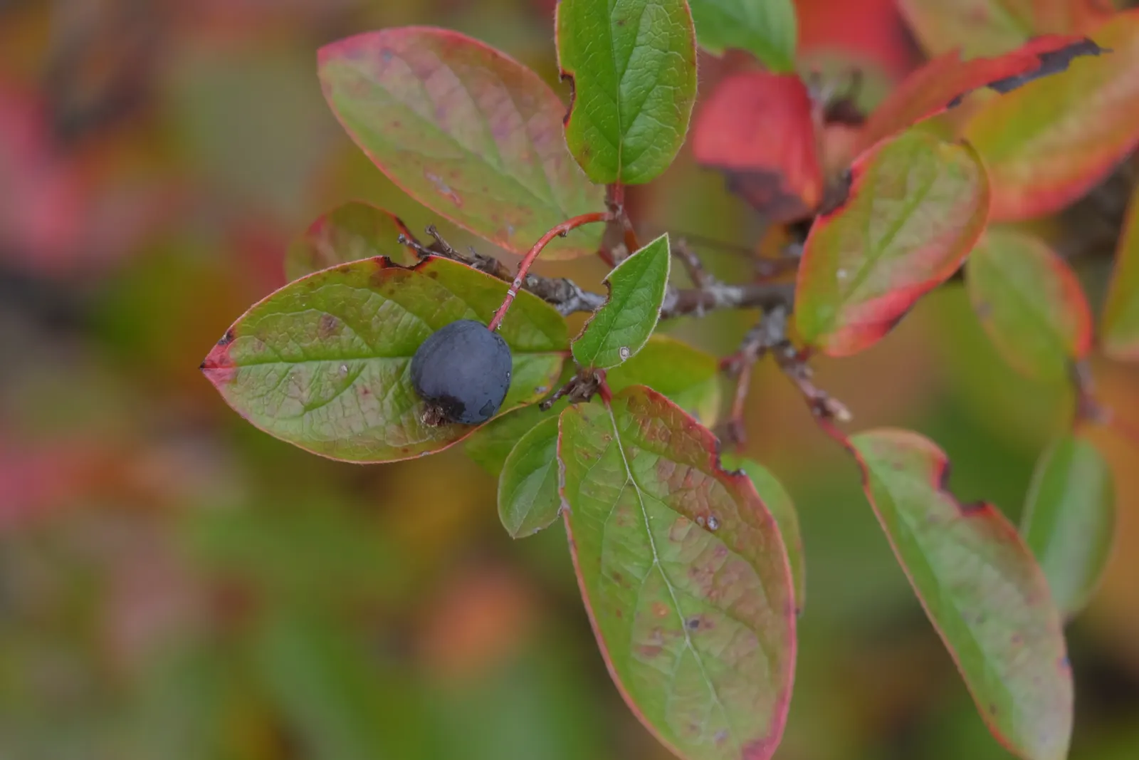 Peking Cotoneaster (Cotoneaster Acutifolius) — It showcases shiny dark green leaves and produces small pink flowers, followed by attractive black berries
