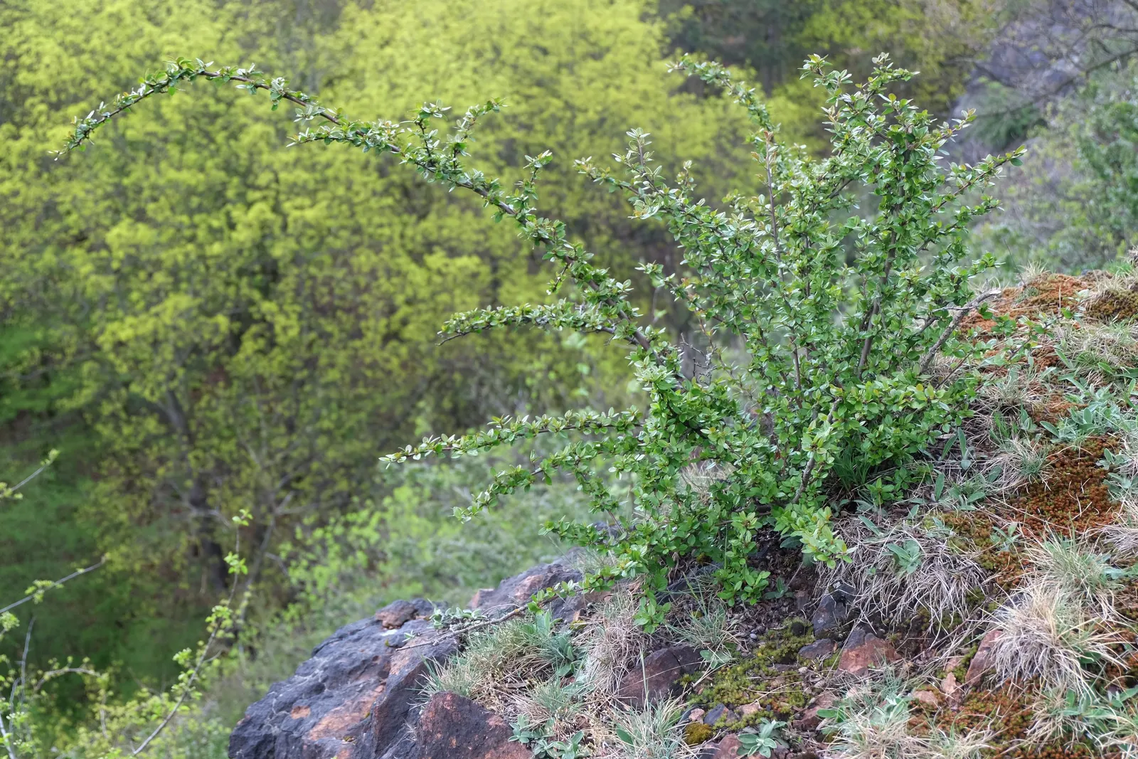 Peking Cotoneaster (Cotoneaster Acutifolius) — The Peking Cotoneaster, Cotoneaster acutifolius, is a resilient deciduous shrub, thriving in zones 4-7; this