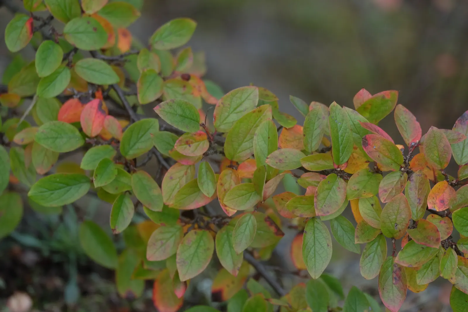 Peking Cotoneaster (Cotoneaster Acutifolius) — lance-shaped leaves that shift to an attractive reddish-purple hue in the fall