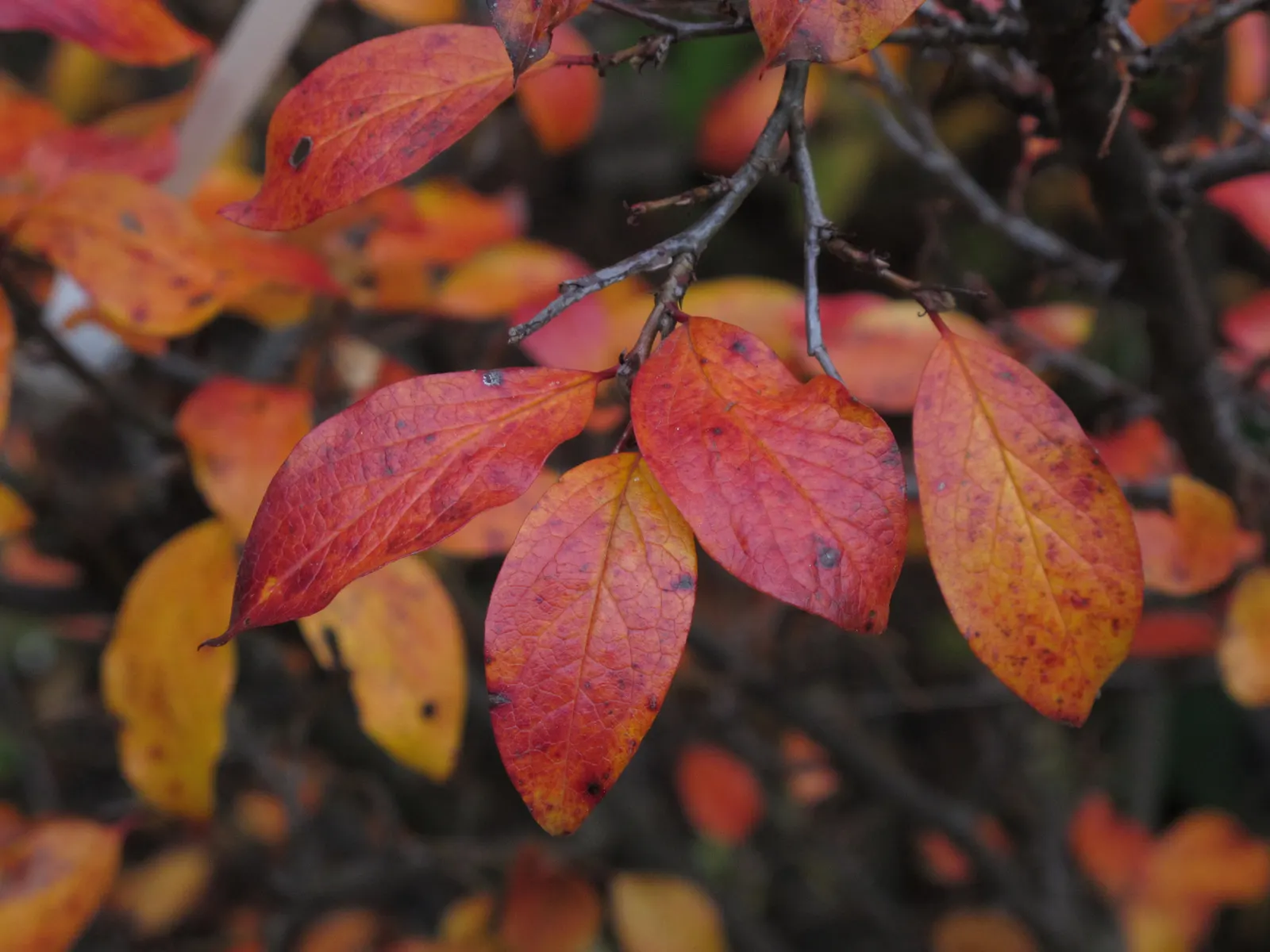 Peking Cotoneaster (Cotoneaster Acutifolius) — These fruits persist into the winter