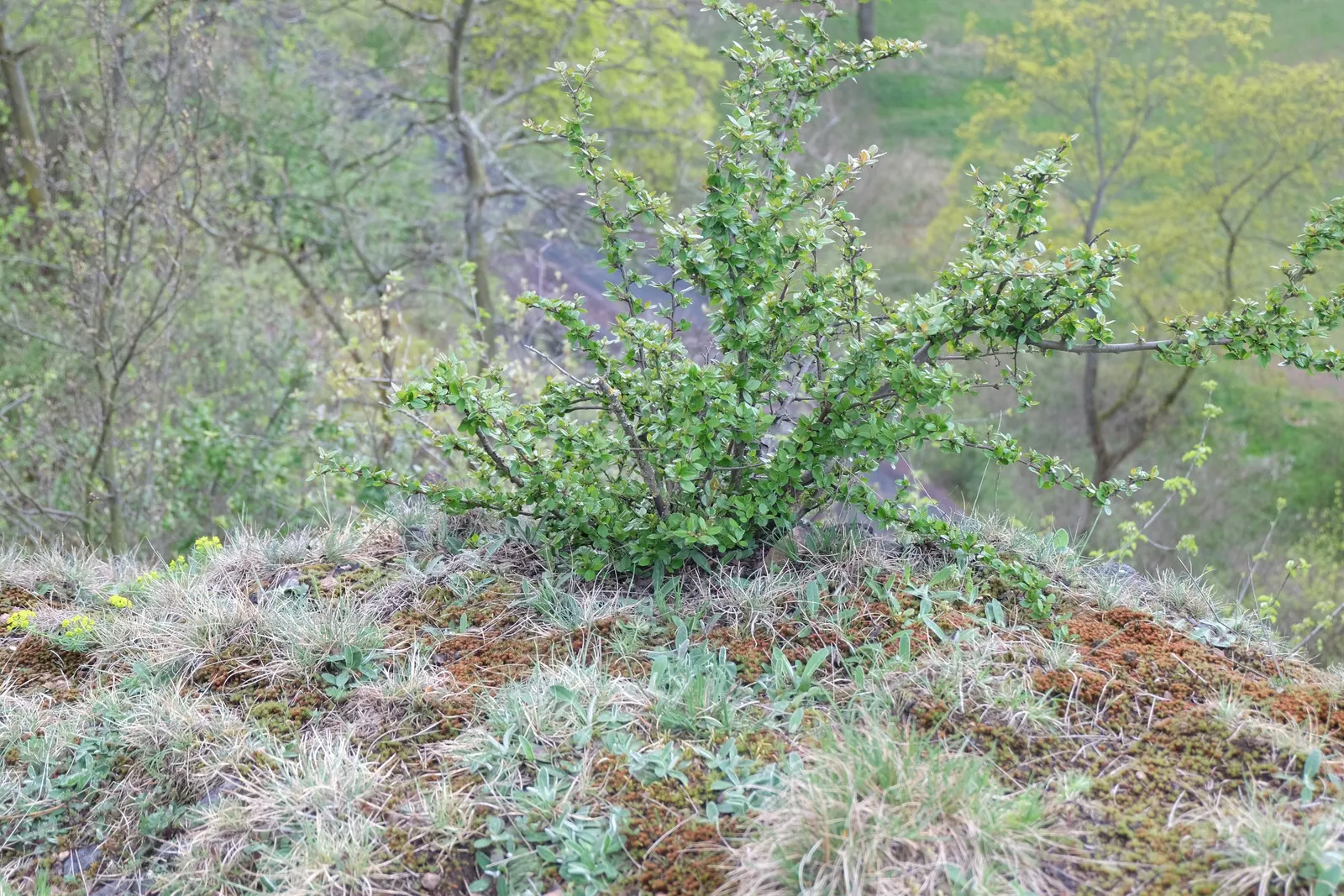 Peking Cotoneaster (Cotoneaster Acutifolius) — Prefers full sun to partial shade and adapts well to various soil types