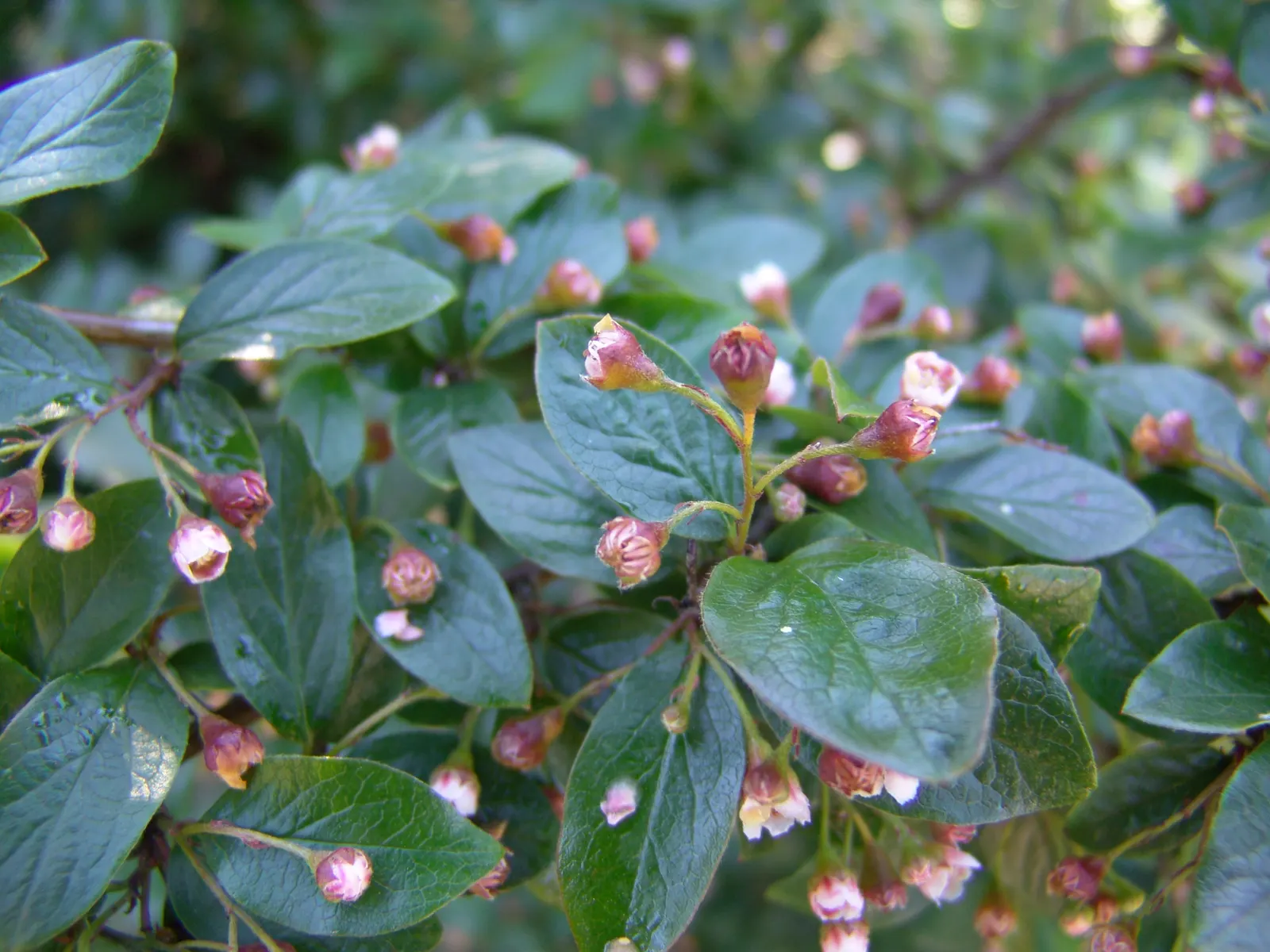 Peking Cotoneaster (Cotoneaster Acutifolius) — it's important to allocate space for its full growth potential.<br><br>Characterized by its dark green