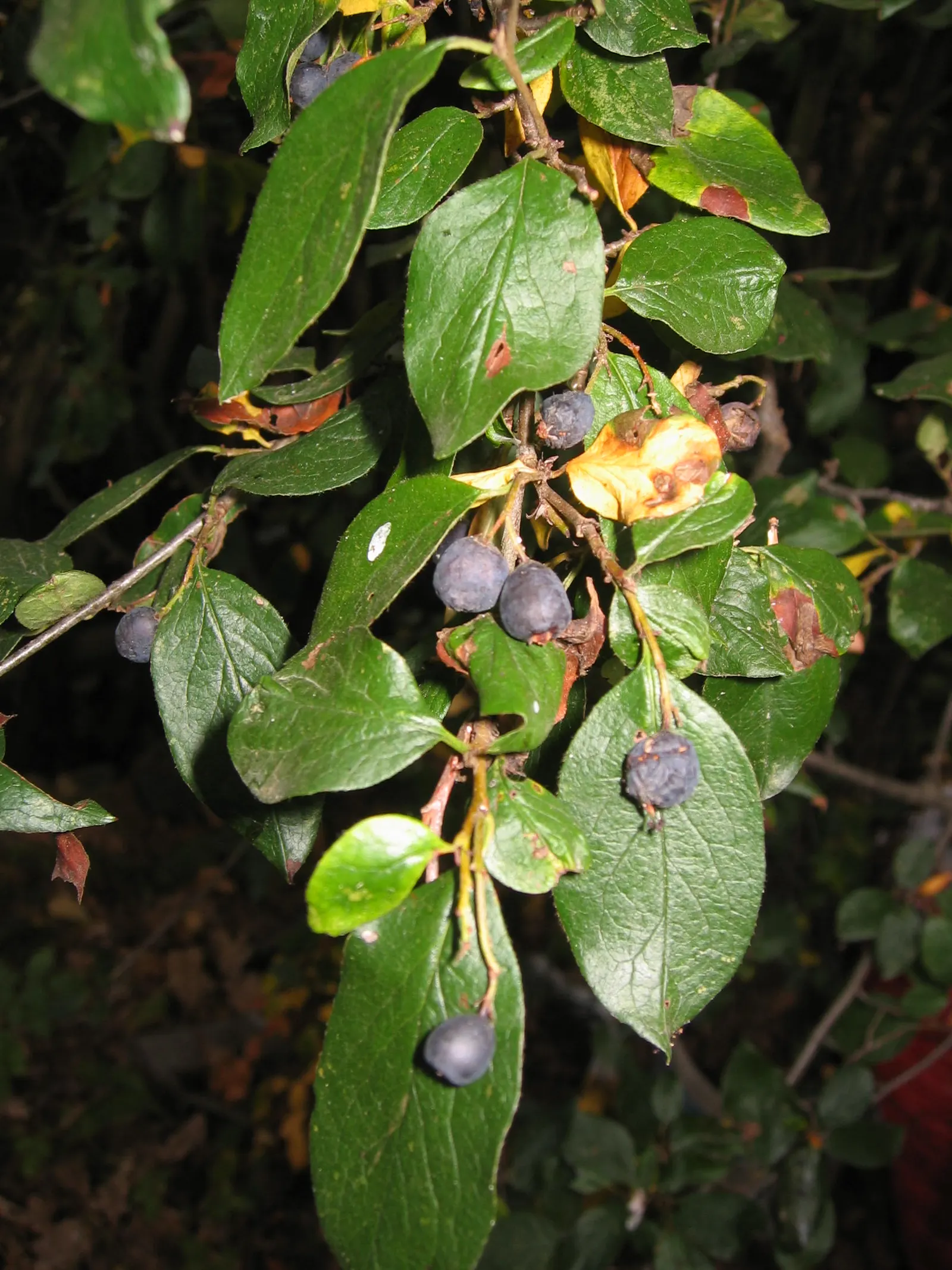 Peking Cotoneaster (Cotoneaster Acutifolius) — scientifically known as Cotoneaster acutifolius