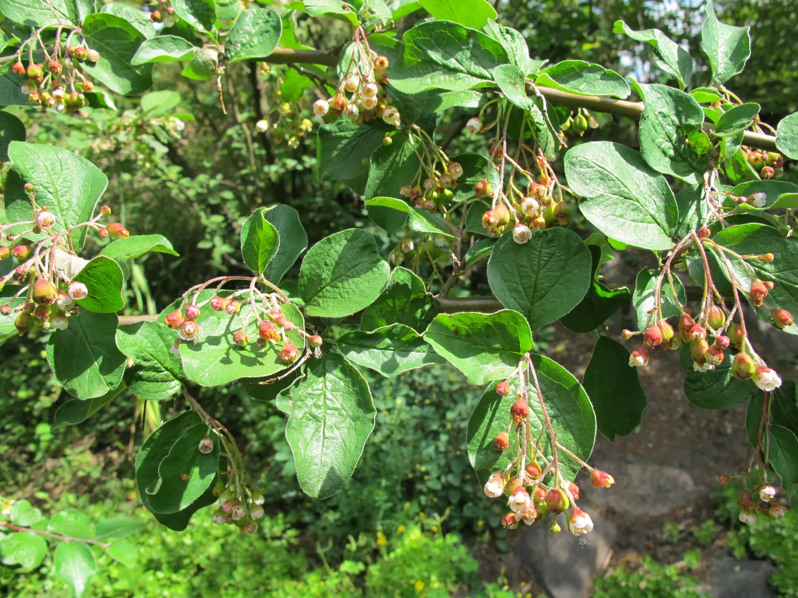 Peking Cotoneaster (Cotoneaster Acutifolius) — these flowers give way to black