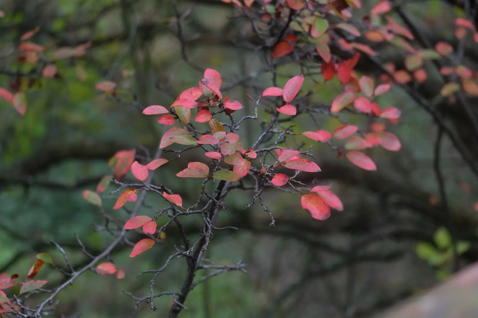 Peking Cotoneaster (Cotoneaster Acutifolius) — red flowers in the garden