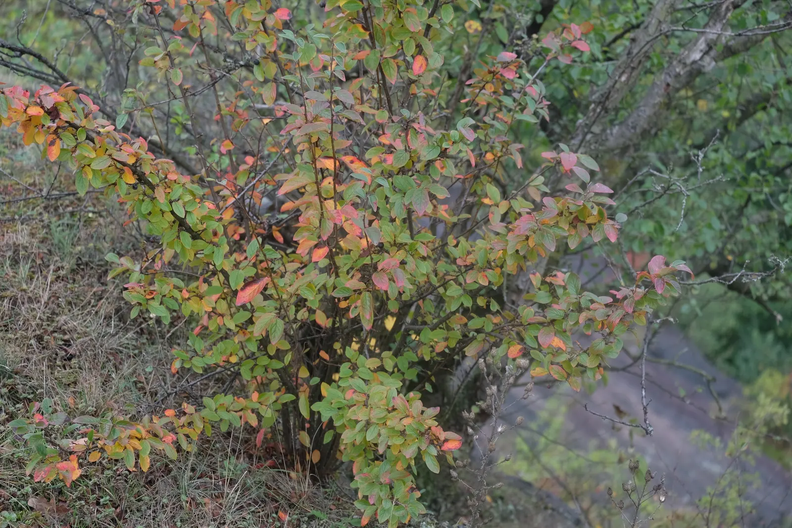 Peking Cotoneaster (Cotoneaster Acutifolius) — With a mature height of 6-10 feet and a spread of 5-9 feet