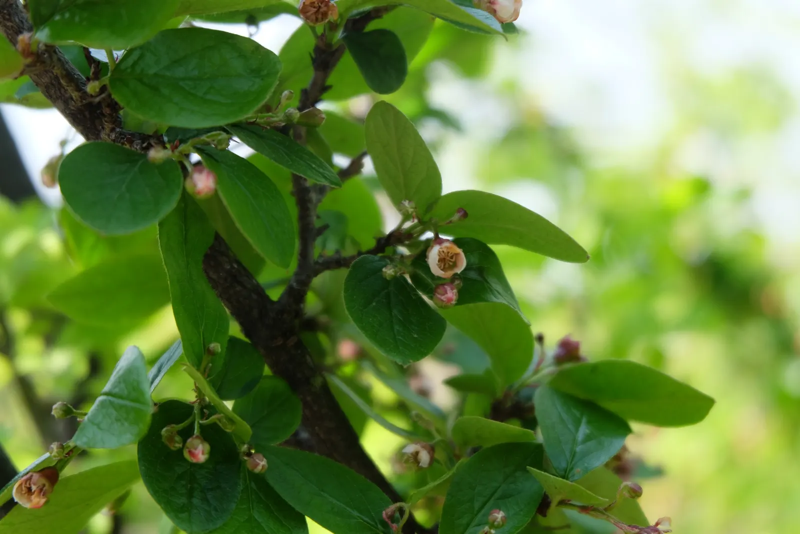 Peking Cotoneaster (Cotoneaster Acutifolius) — The plant is also notable for its use in hedges, screens, or as a windbreak due to its dense growth habit