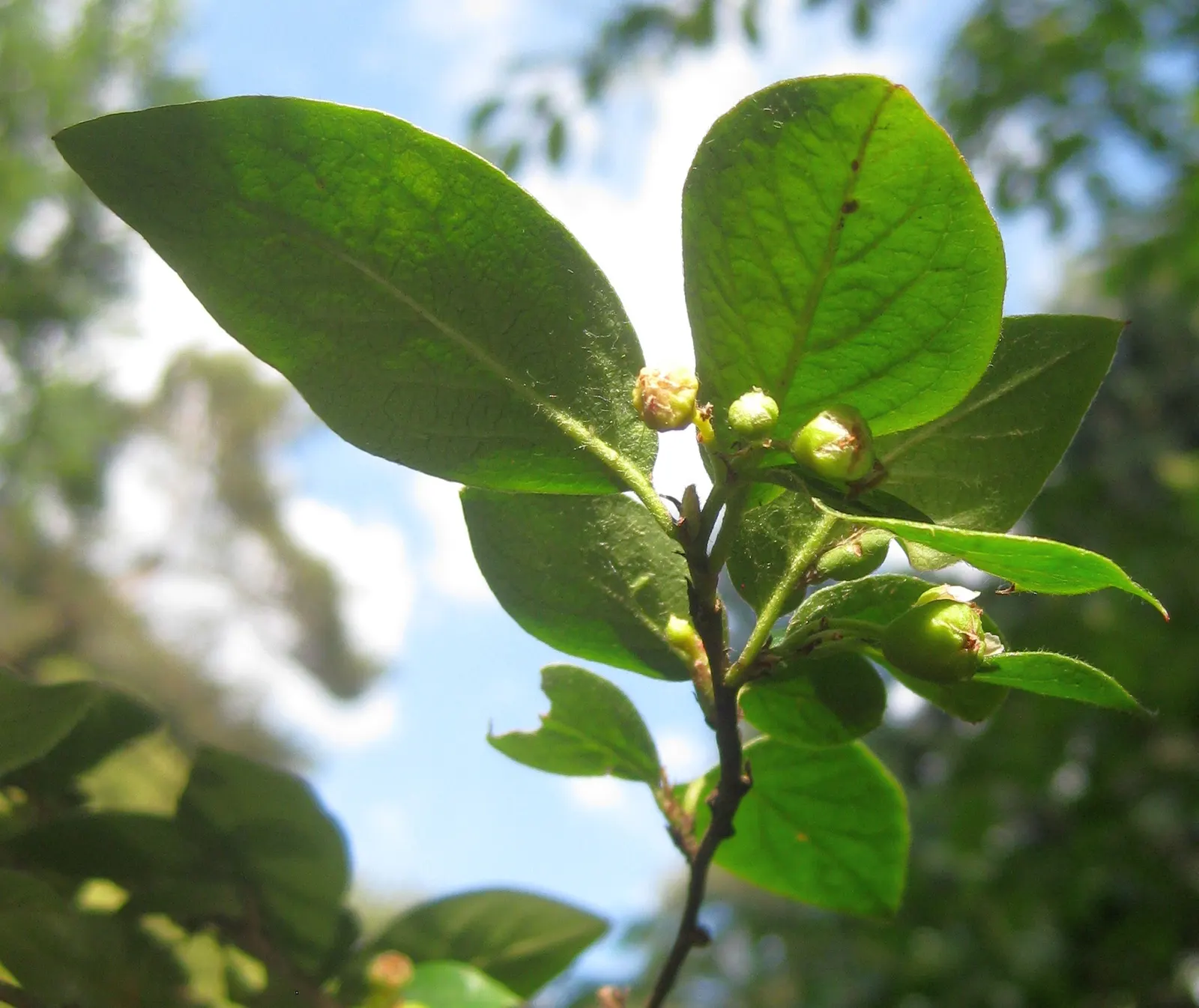 Peking Cotoneaster (Cotoneaster Acutifolius) — requiring minimal maintenance once established