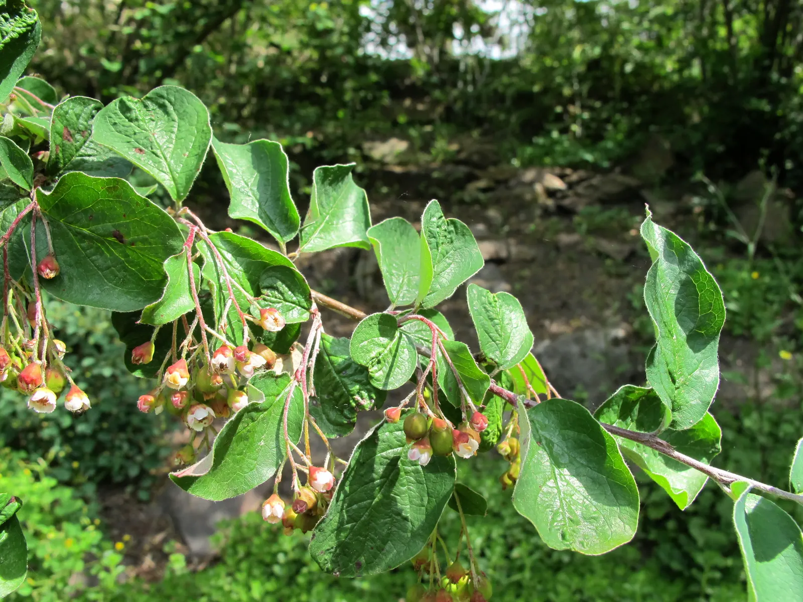 Peking Cotoneaster (Cotoneaster Acutifolius) — this robust plant thrives in USDA Hardiness Zones 4 to 7
