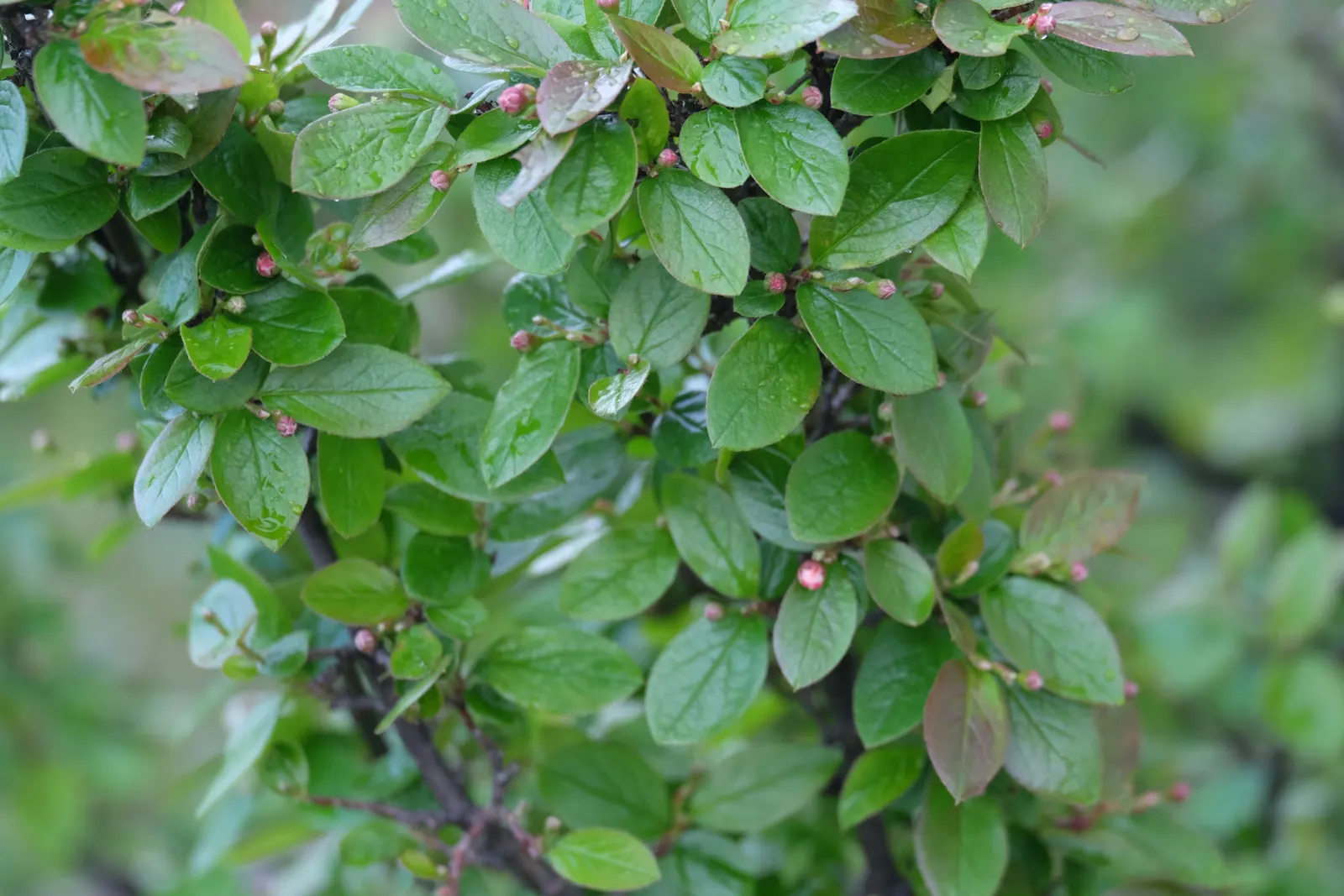 Peking Cotoneaster (Cotoneaster Acutifolius) — When planning for landscape design