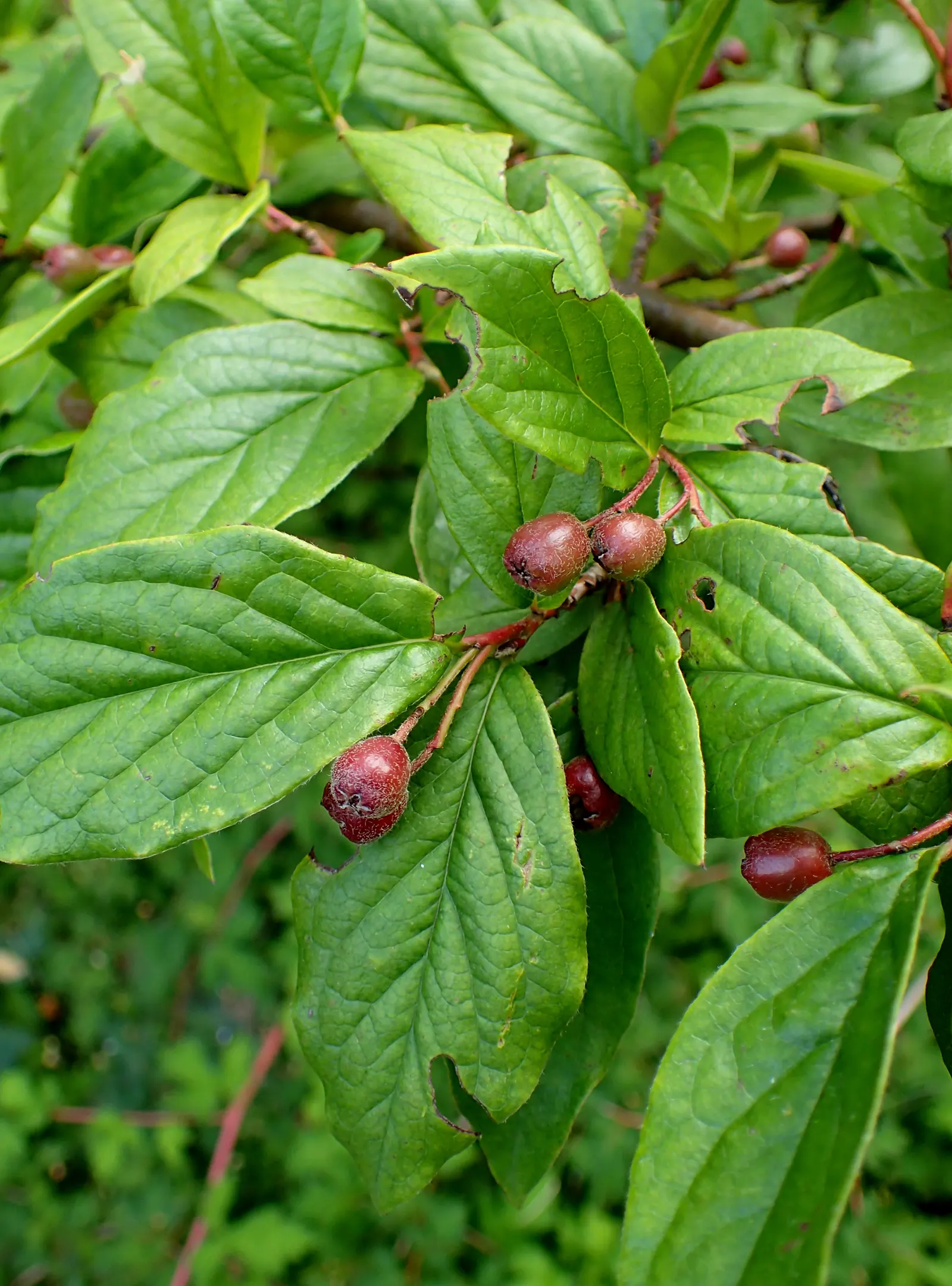 Peking Cotoneaster (Cotoneaster Acutifolius) — The Peking Cotoneaster, Cotoneaster acutifolius, is a resilient deciduous shrub, thriving in zones 4-7