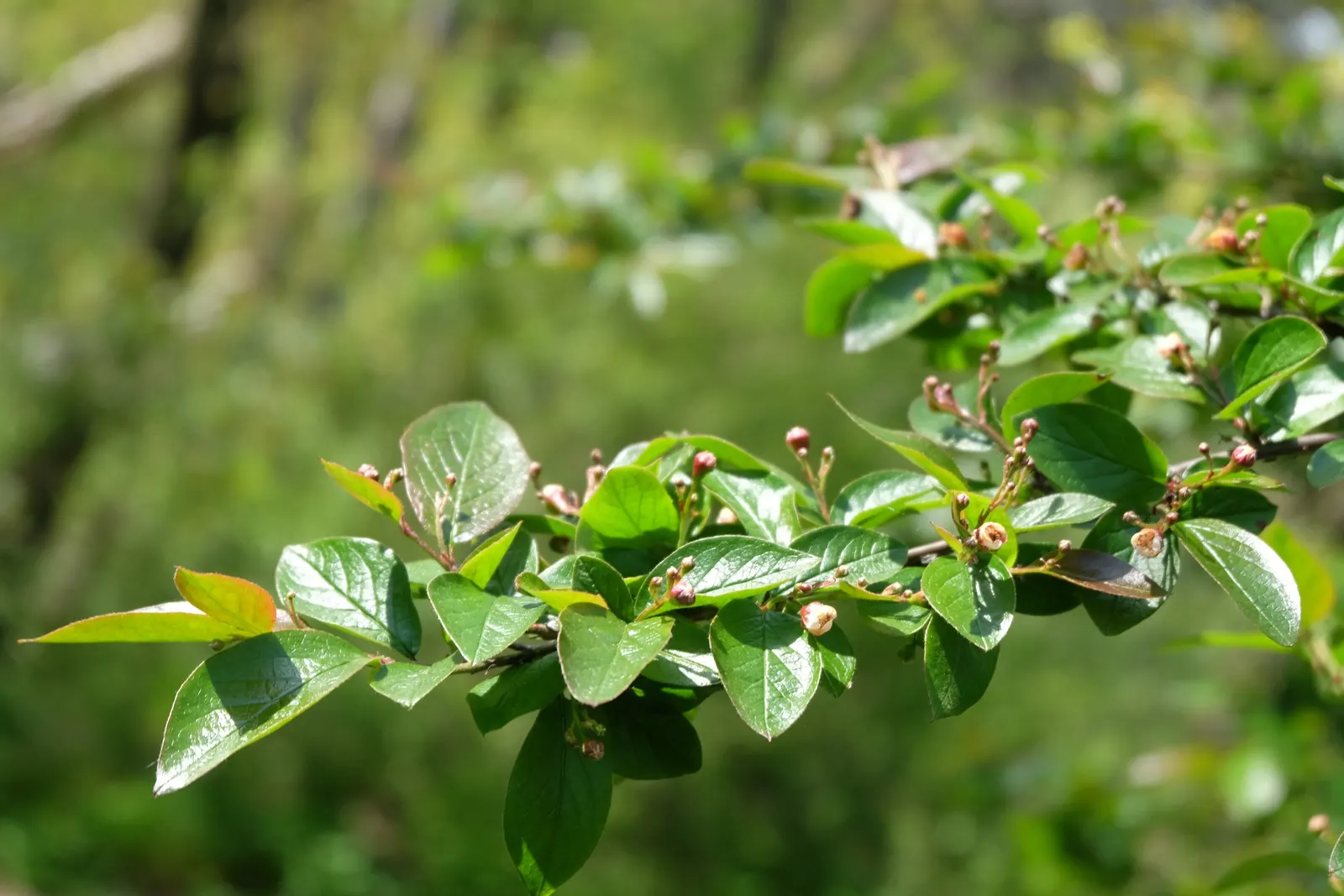 Peking Cotoneaster (Cotoneaster Acutifolius) — berry-like pomes that are approximately 0.25 to 0.3 inches in diameter