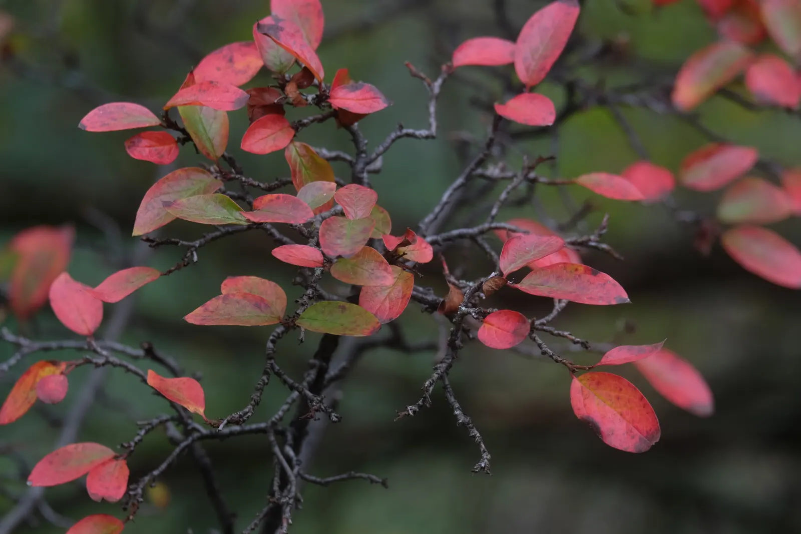 Peking Cotoneaster (Cotoneaster Acutifolius) — Regular watering and annual mulching will promote healthy growth and vitality in this hardy shrub
