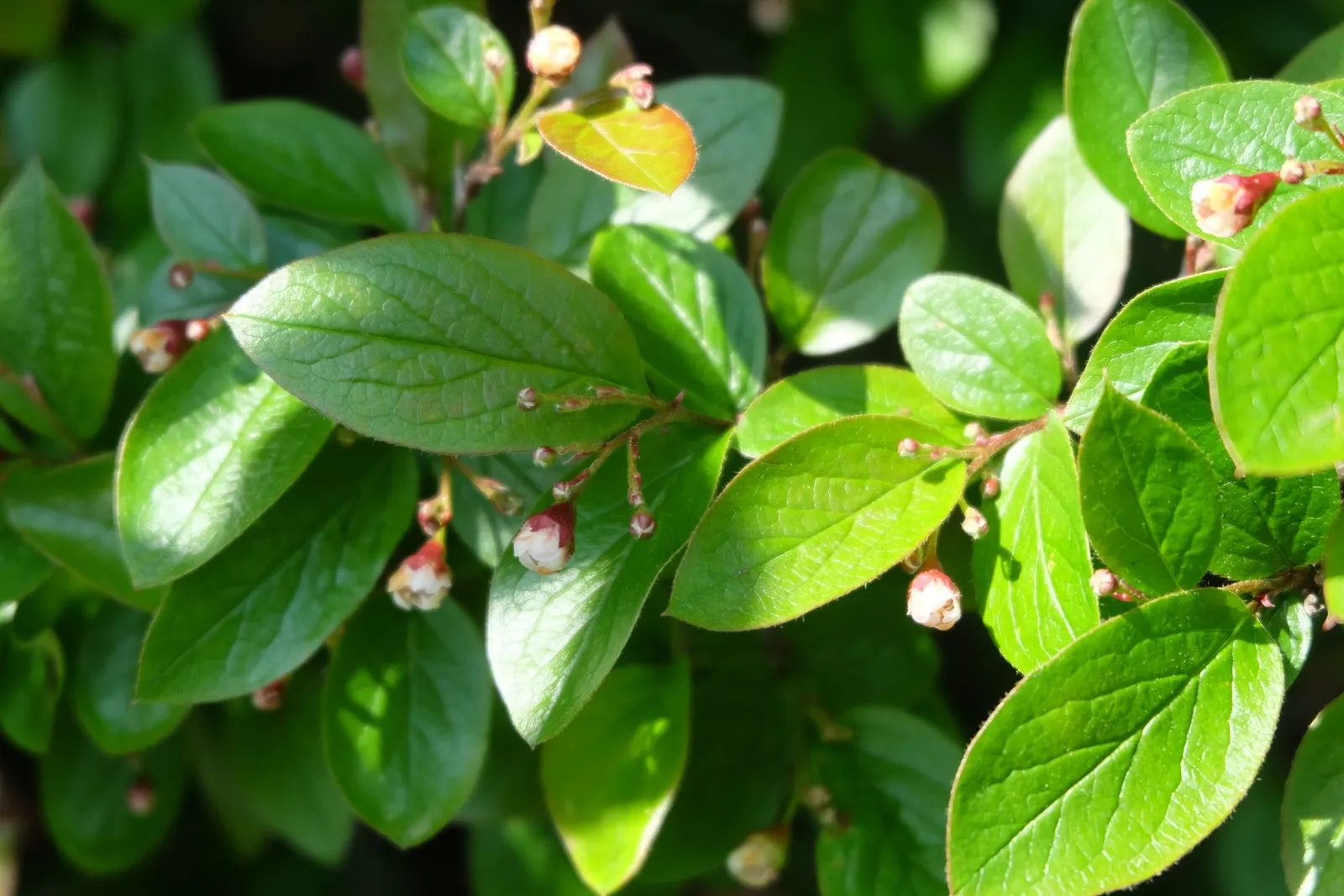 Peking Cotoneaster (Cotoneaster Acutifolius) — deciduous shrub renowned for its durability and ornamental value