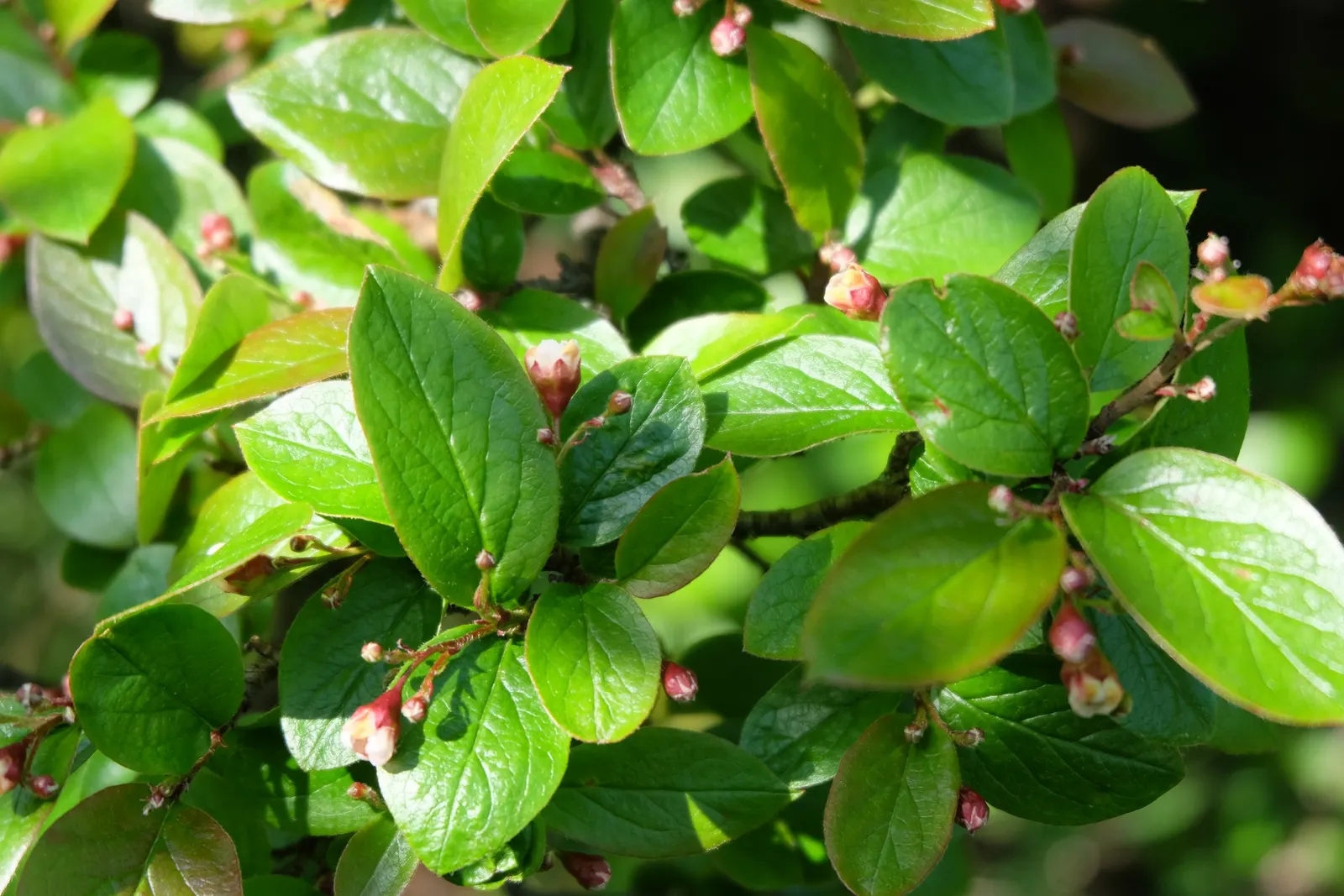 Peking Cotoneaster (Cotoneaster Acutifolius) — the Peking Cotoneaster adds visual interest throughout the seasons