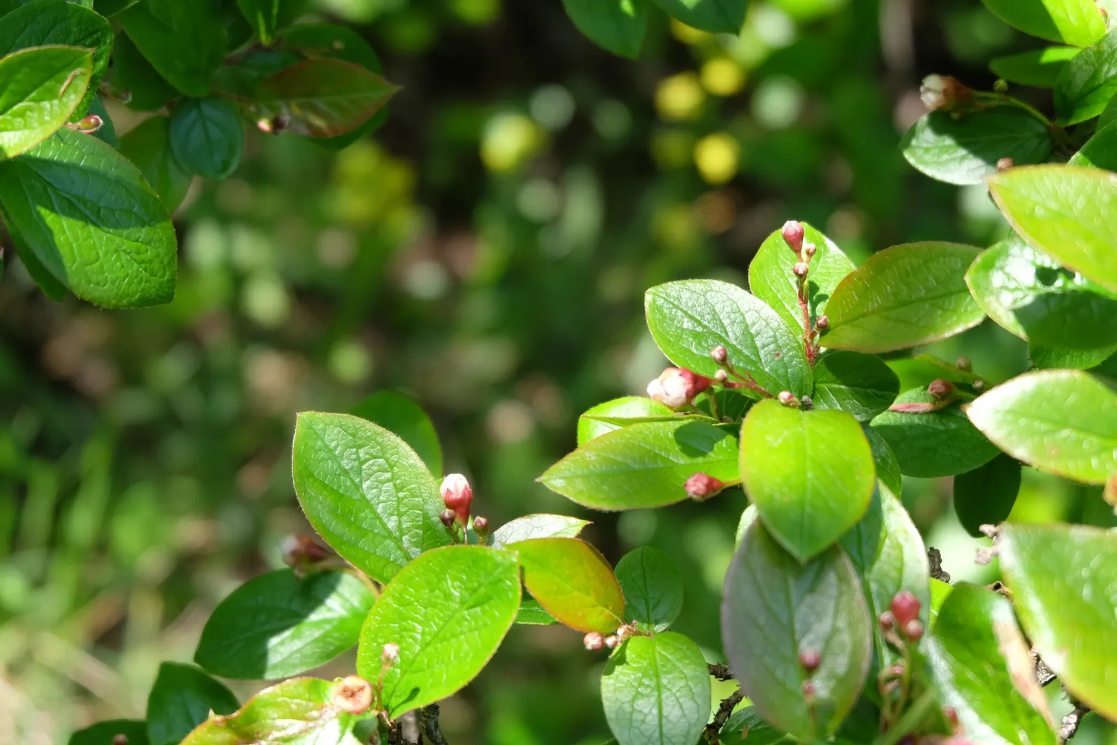 Peking Cotoneaster (Cotoneaster Acutifolius) — With a mature height of 6-10 feet and a spread of 5-9 feet; these fruits persist into the winter