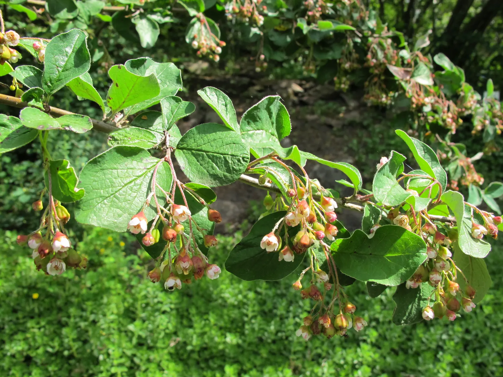 Peking Cotoneaster (Cotoneaster Acutifolius) — the Peking Cotoneaster performs best in well-drained conditions with full sun to partial shade exposure