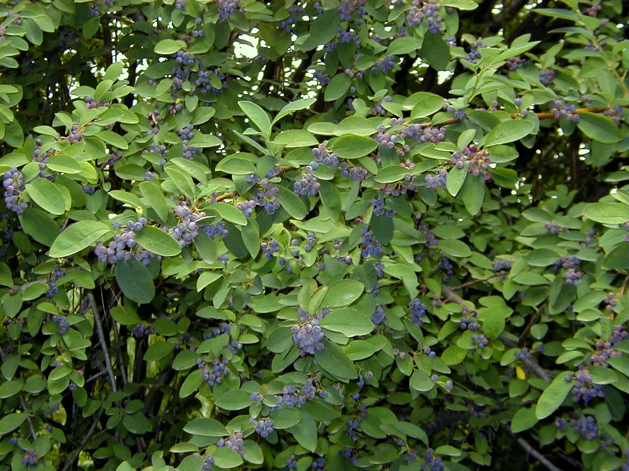 Peking Cotoneaster (Cotoneaster Acutifolius) — Tiny, five-petaled pinkish-white flowers emerge in late spring, exuding subtle charm