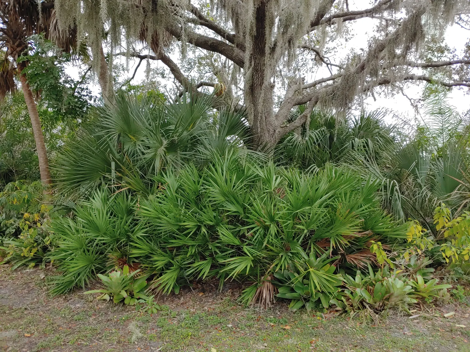 Saw Palmetto (Serenoa Repens 'Silver Form') — Perfect for xeriscaping, it thrives in well-draining soils and full to partial sun, image 46
