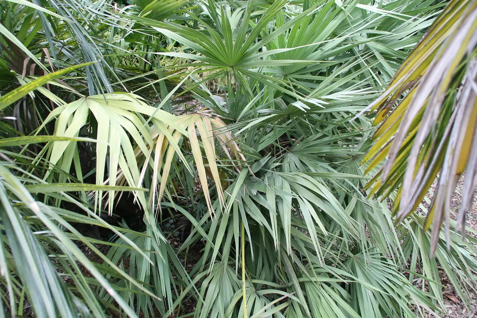 Saw Palmetto (Serenoa Repens 'Silver Form') — edged with fine serrations reminiscent of a saw blade; this plant also offers ecological value