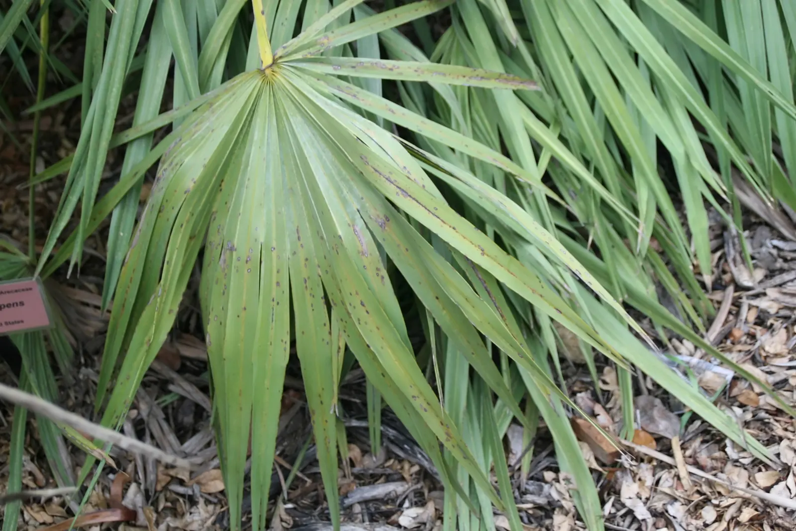 Saw Palmetto (Serenoa Repens 'Silver Form') — Its resistance to pests and diseases further minimizes the need for chemical interventions; which can span up to