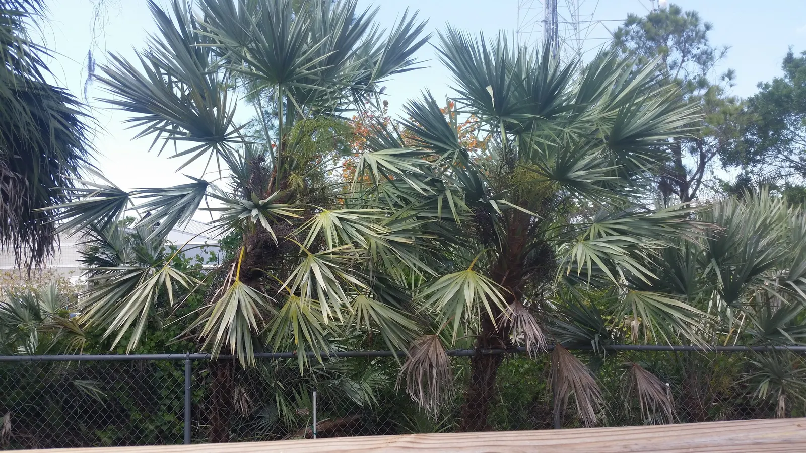 Saw Palmetto (Serenoa Repens 'Silver Form') — commonly called the Silver Saw Palmetto; perfect for xeriscaping, it thrives in well-draining soils, image 64