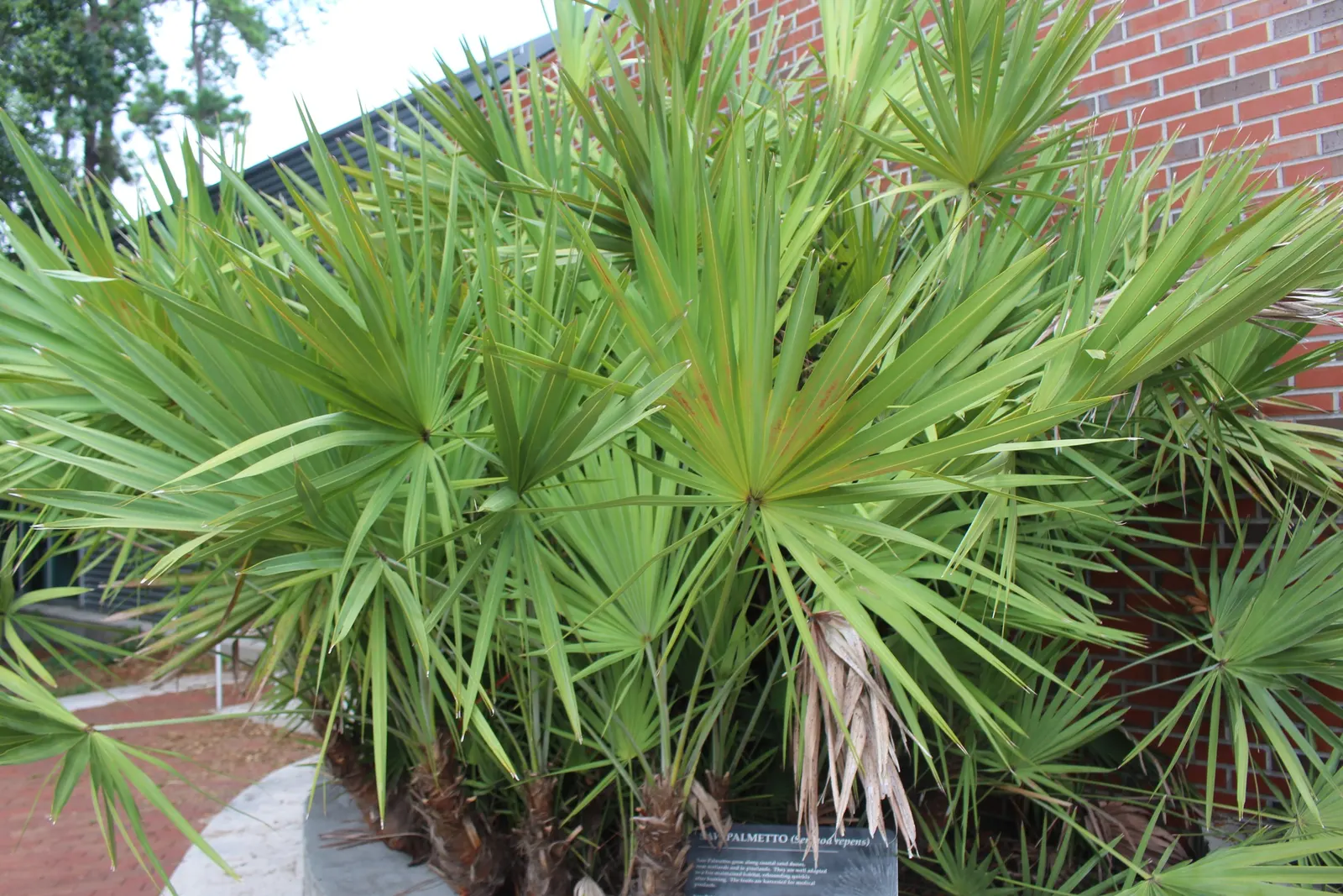 Saw Palmetto (Serenoa Repens 'Silver Form') — Its cold tolerance and ease of maintenance make it a prized choice for diverse landscape designs; which can span