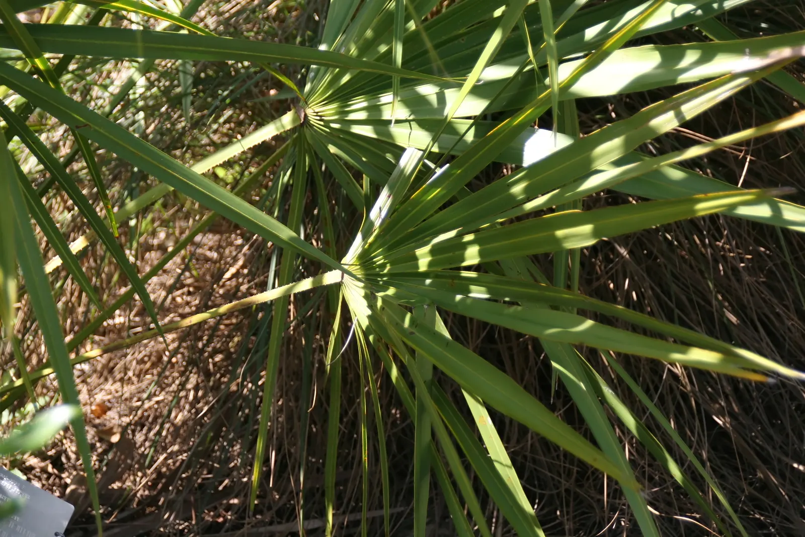 Saw Palmetto (Serenoa Repens 'Silver Form') — dwarf palm native to the southeastern United States