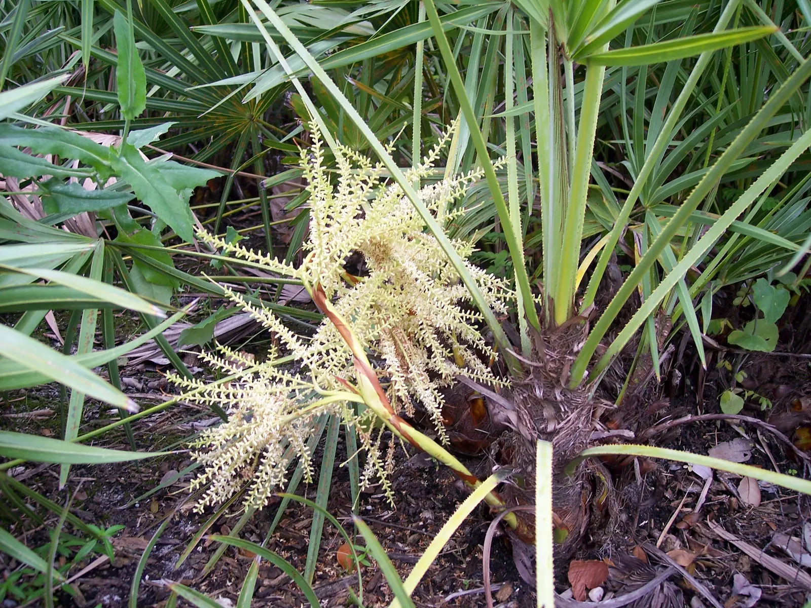 Saw Palmetto (Serenoa Repens 'Silver Form') — making it a low-maintenance choice for the eco-conscious gardener; perfect for xeriscaping, it thrives in