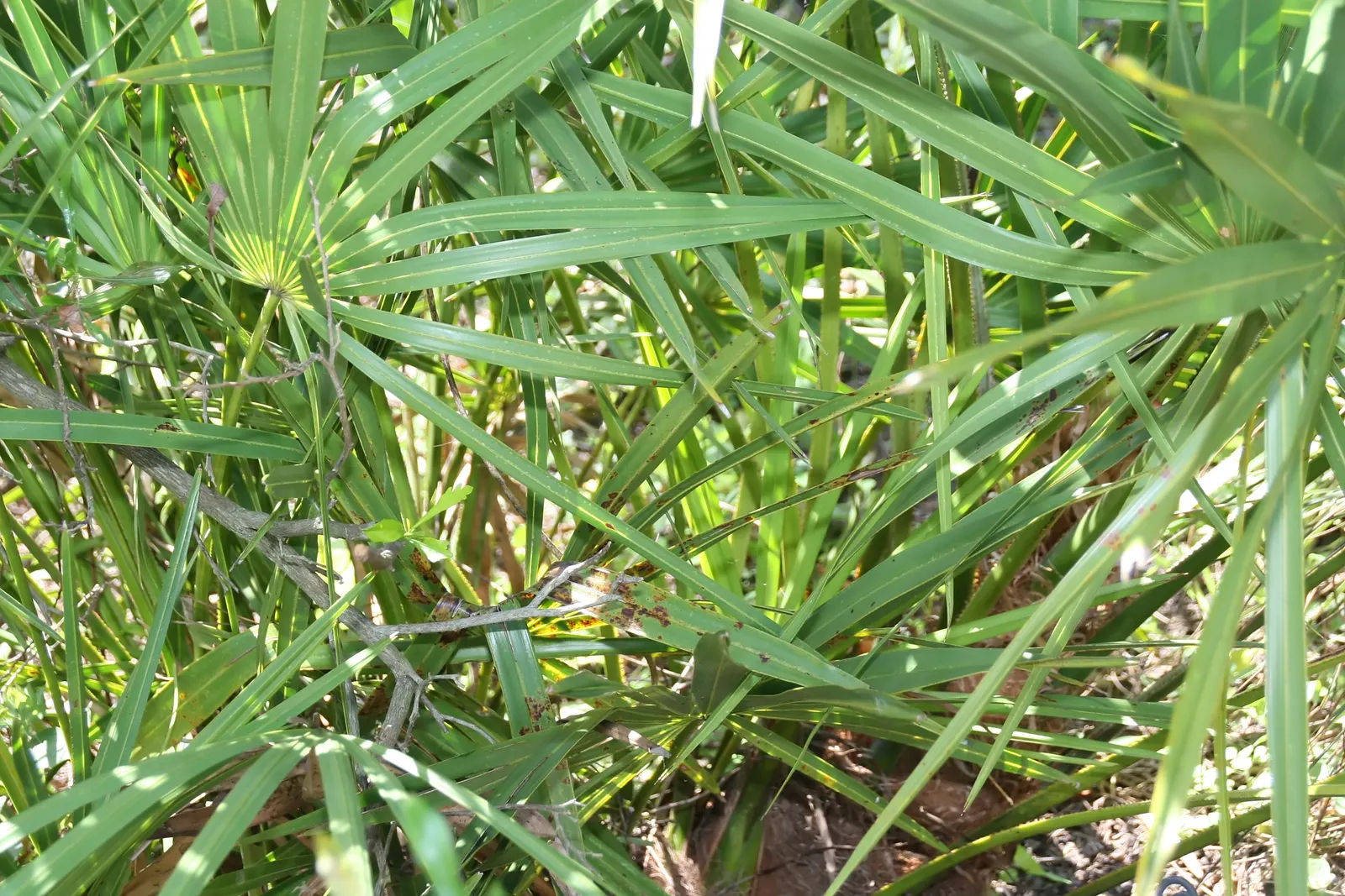Saw Palmetto (Serenoa Repens 'Silver Form') — Its cold tolerance and ease of maintenance make it a prized choice for diverse landscape designs