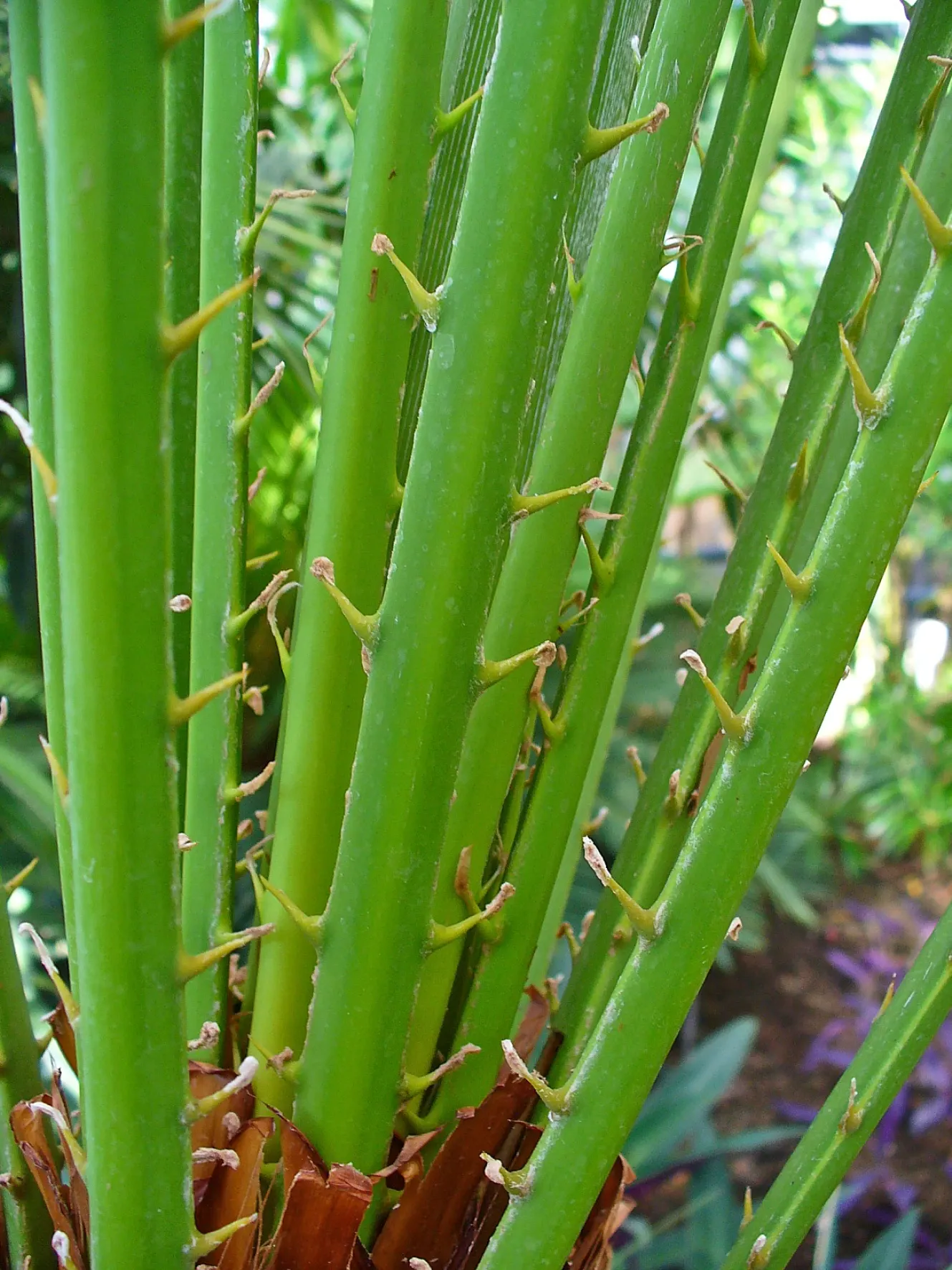 Saw Palmetto (Serenoa Repens 'Silver Form') — commonly referred to as the Silver Saw Palmetto; perfect for xeriscaping, it thrives in well-draining soils and