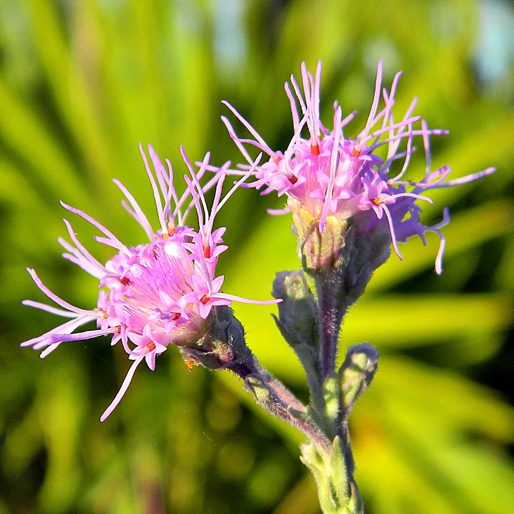 Saw Palmetto (Serenoa Repens 'Silver Form') — edged with fine serrations reminiscent of a saw blade; this plant also offers ecological value, image 54