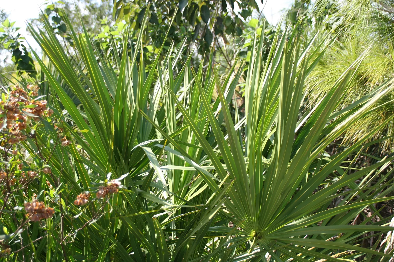 Saw Palmetto (Serenoa Repens 'Silver Form') — which can span up to 2 feet across, image 53