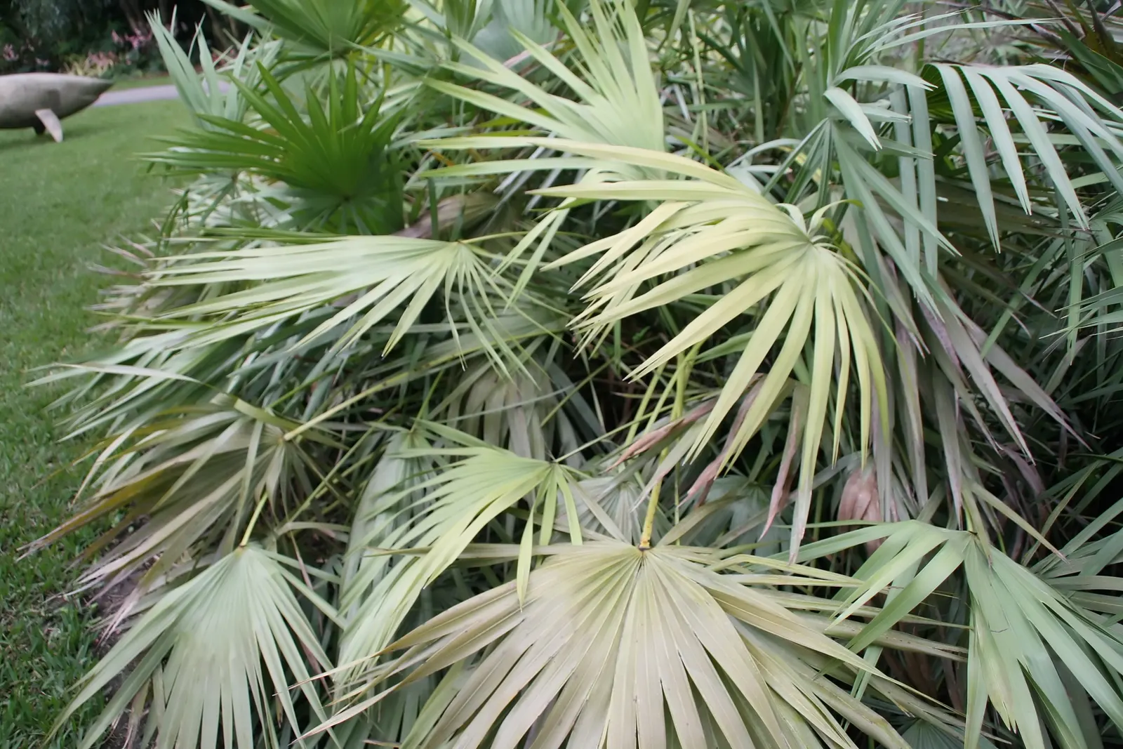 Saw Palmetto (Serenoa Repens 'Silver Form') — commonly called the Silver Saw Palmetto