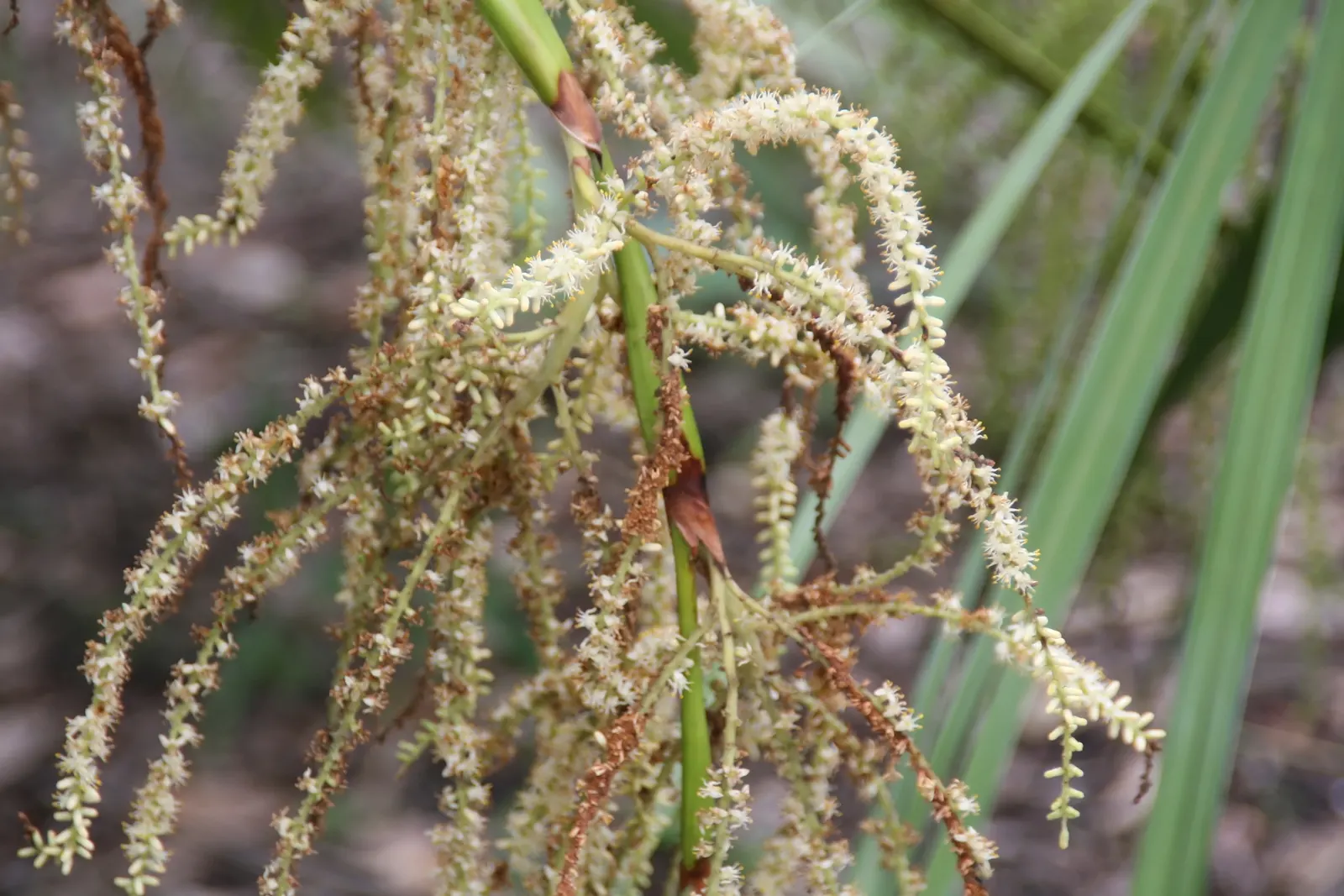 Saw Palmetto (Serenoa Repens 'Silver Form') — dwarf palm featuring distinctive silvery-blue foliage; which can span up to 2 feet across, image 65