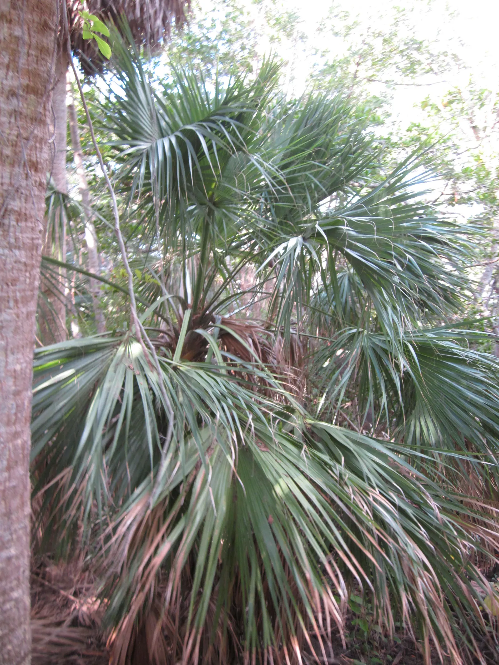Saw Palmetto (Serenoa Repens 'Silver Form') — commonly referred to as the Silver Saw Palmetto