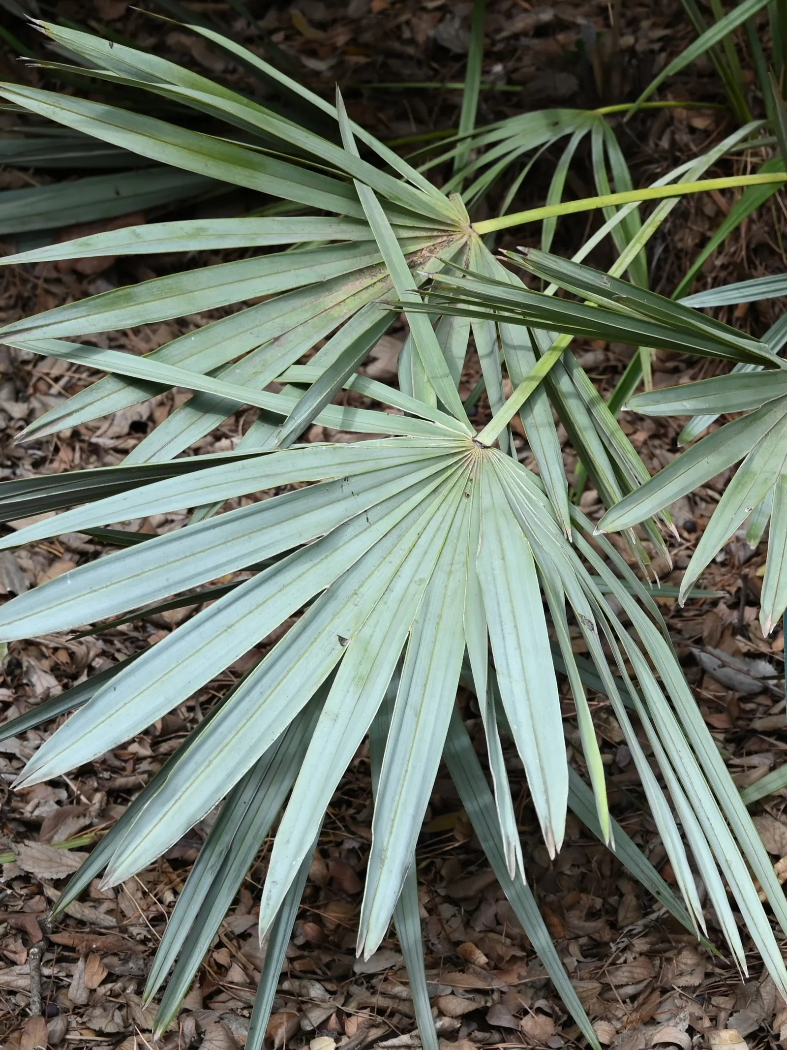 Saw Palmetto (Serenoa Repens 'Silver Form') — including birds and pollinators