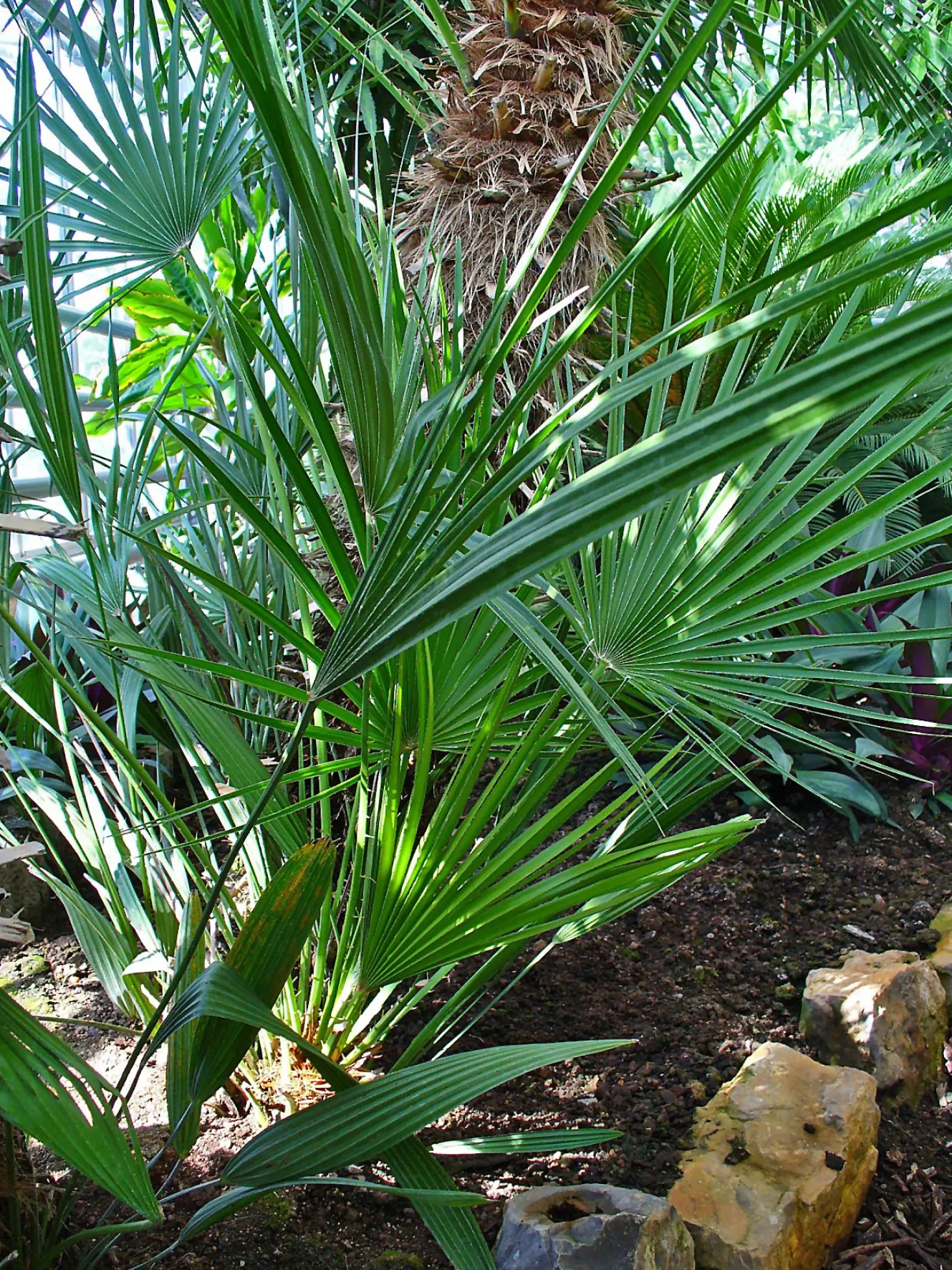 Saw Palmetto (Serenoa Repens 'Silver Form') — commonly called the Silver Saw Palmetto; perfect for xeriscaping, it thrives in well-draining soils and full to