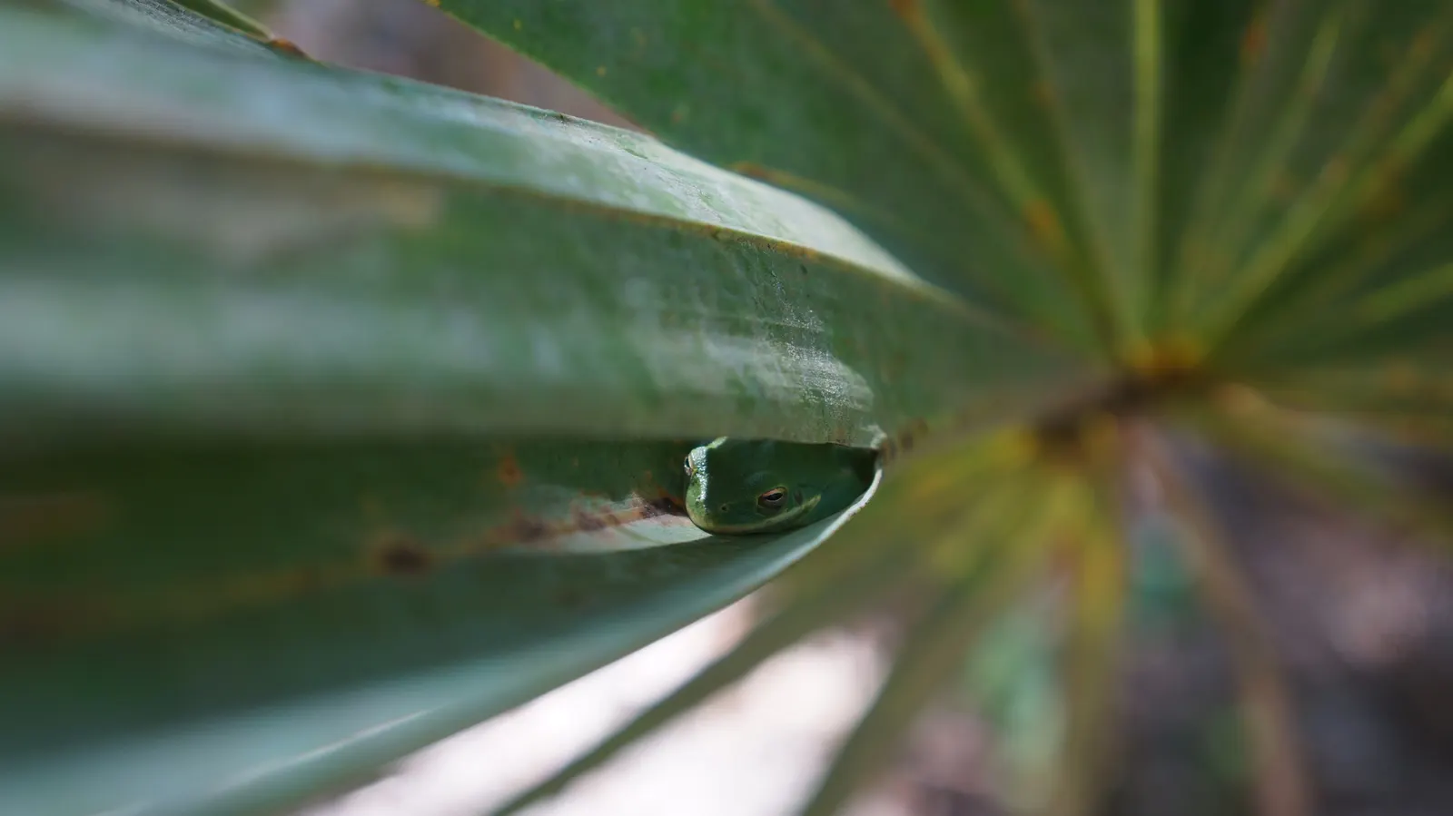 Saw Palmetto (Serenoa Repens 'Silver Form') — it typically reaches an ultimate spread of 5 to 7 feet and a height of 2 to 7 feet; perfect for xeriscaping, it