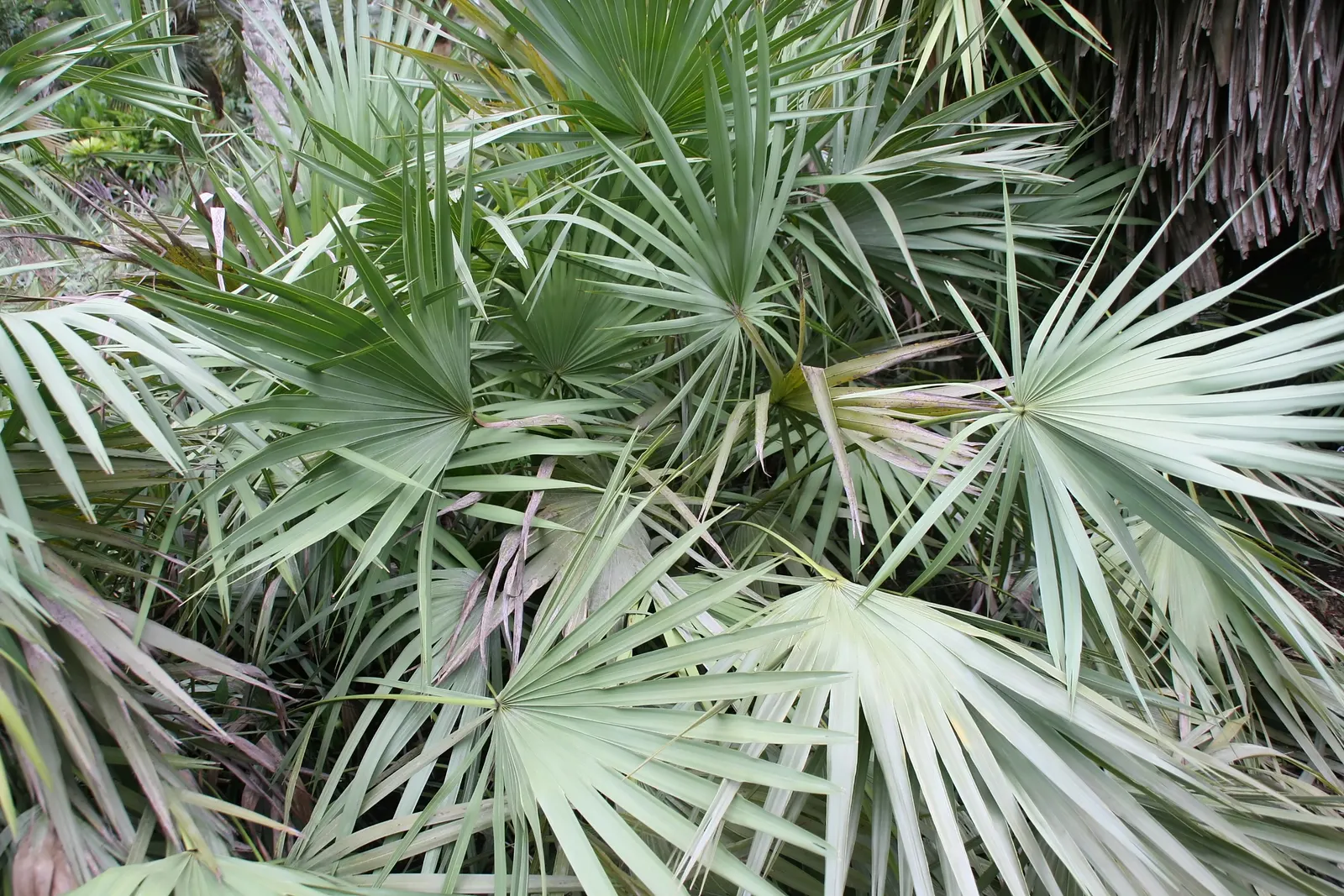 Saw Palmetto (Serenoa Repens 'Silver Form') — dwarf palm featuring distinctive silvery-blue foliage; which can span up to 2 feet across, image 44