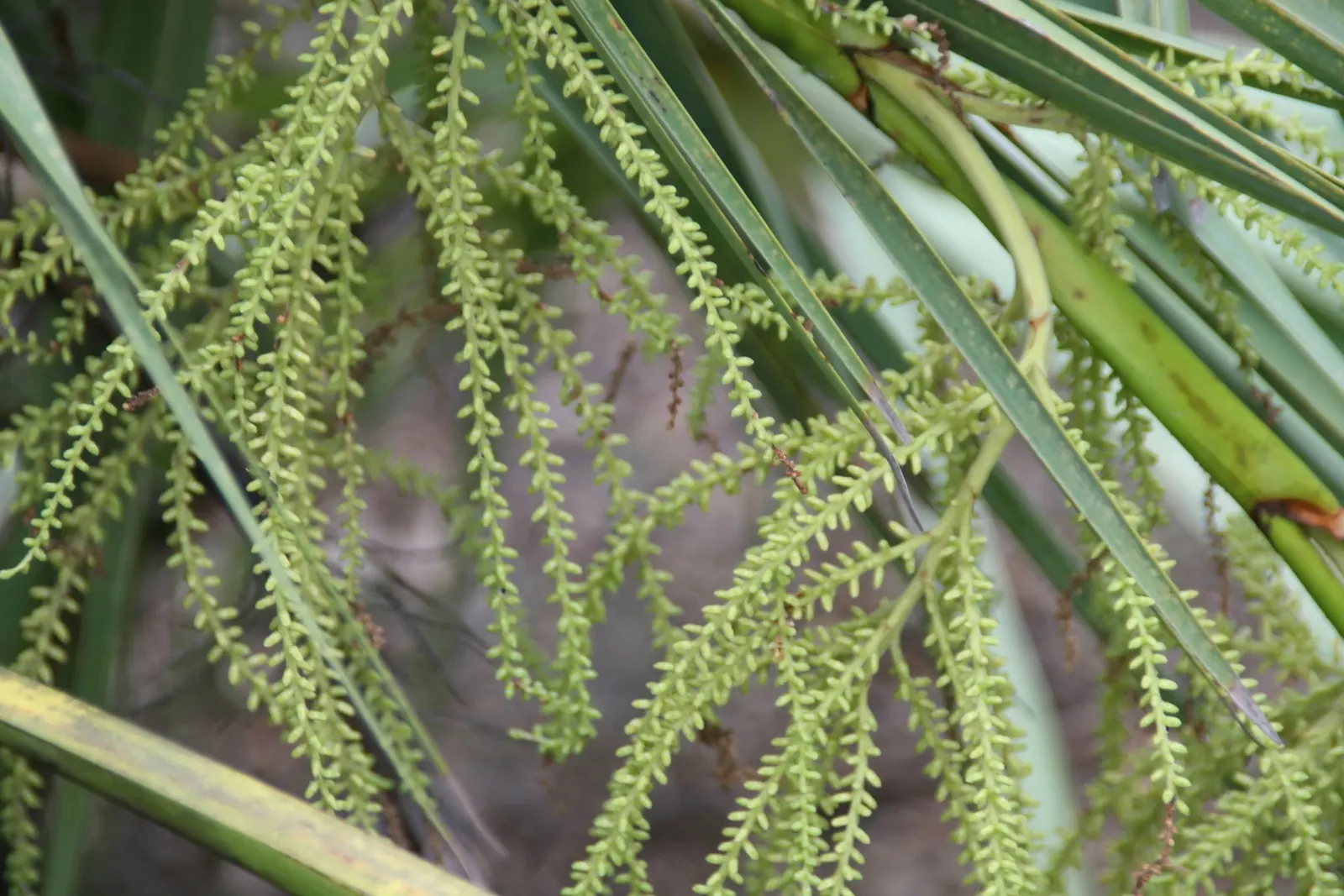 Saw Palmetto (Serenoa Repens 'Silver Form') — which can span up to 2 feet across, image 32