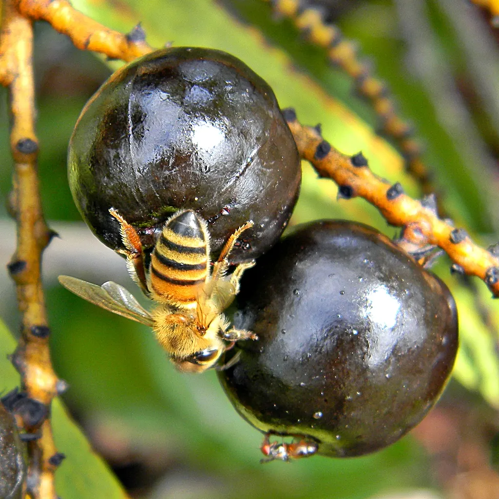 Saw Palmetto (Serenoa Repens 'Silver Form') — the Silver Saw Palmetto is highly salt-tolerant and can withstand moderate droughts once established; this plant