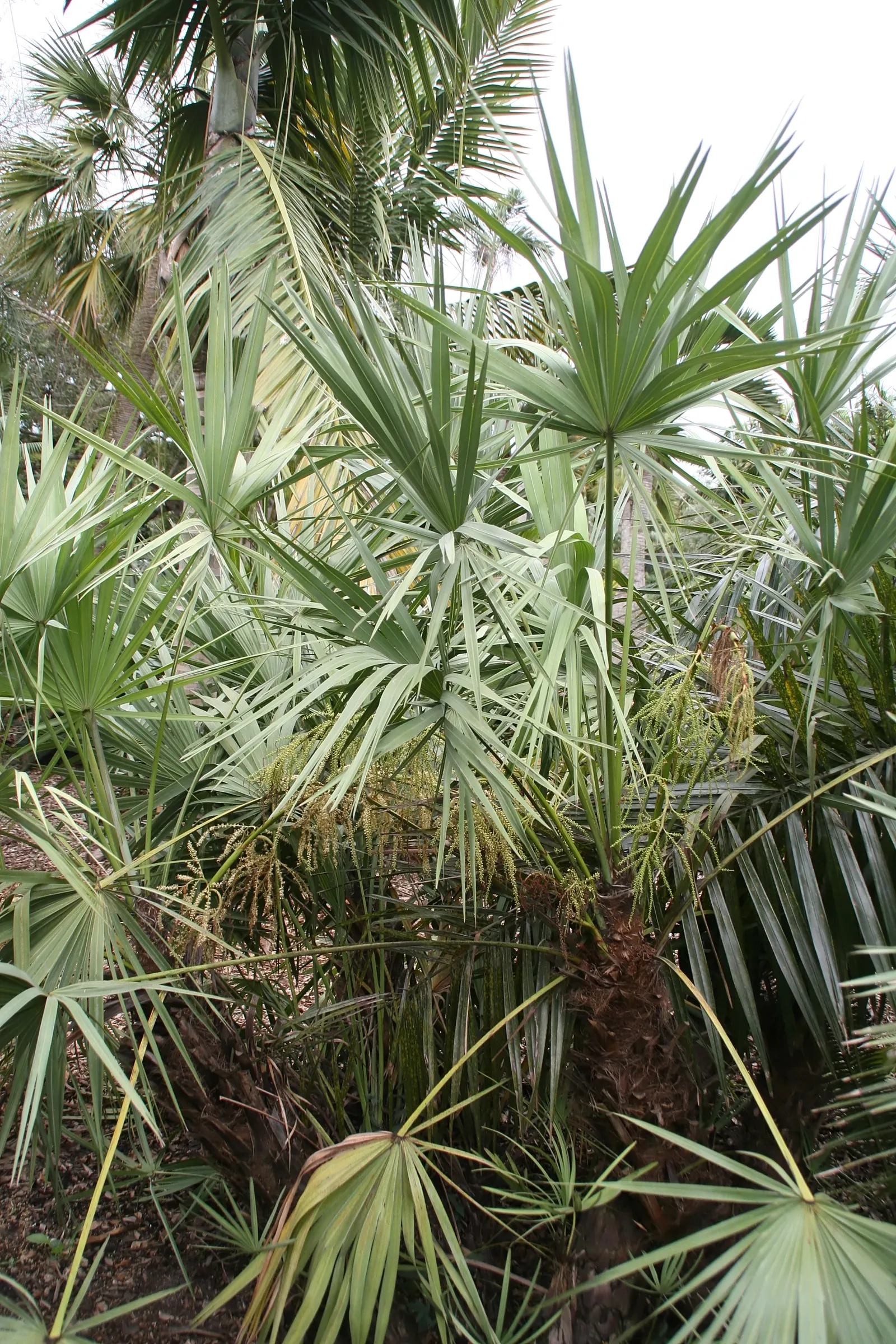Saw Palmetto (Serenoa Repens 'Silver Form') — palm for full