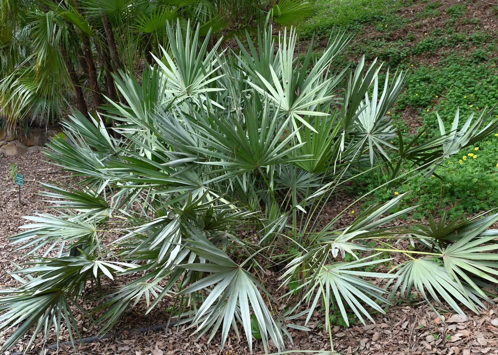 Saw Palmetto (Serenoa Repens 'Silver Form') — the Silver Saw Palmetto is highly salt-tolerant and can withstand moderate droughts once established